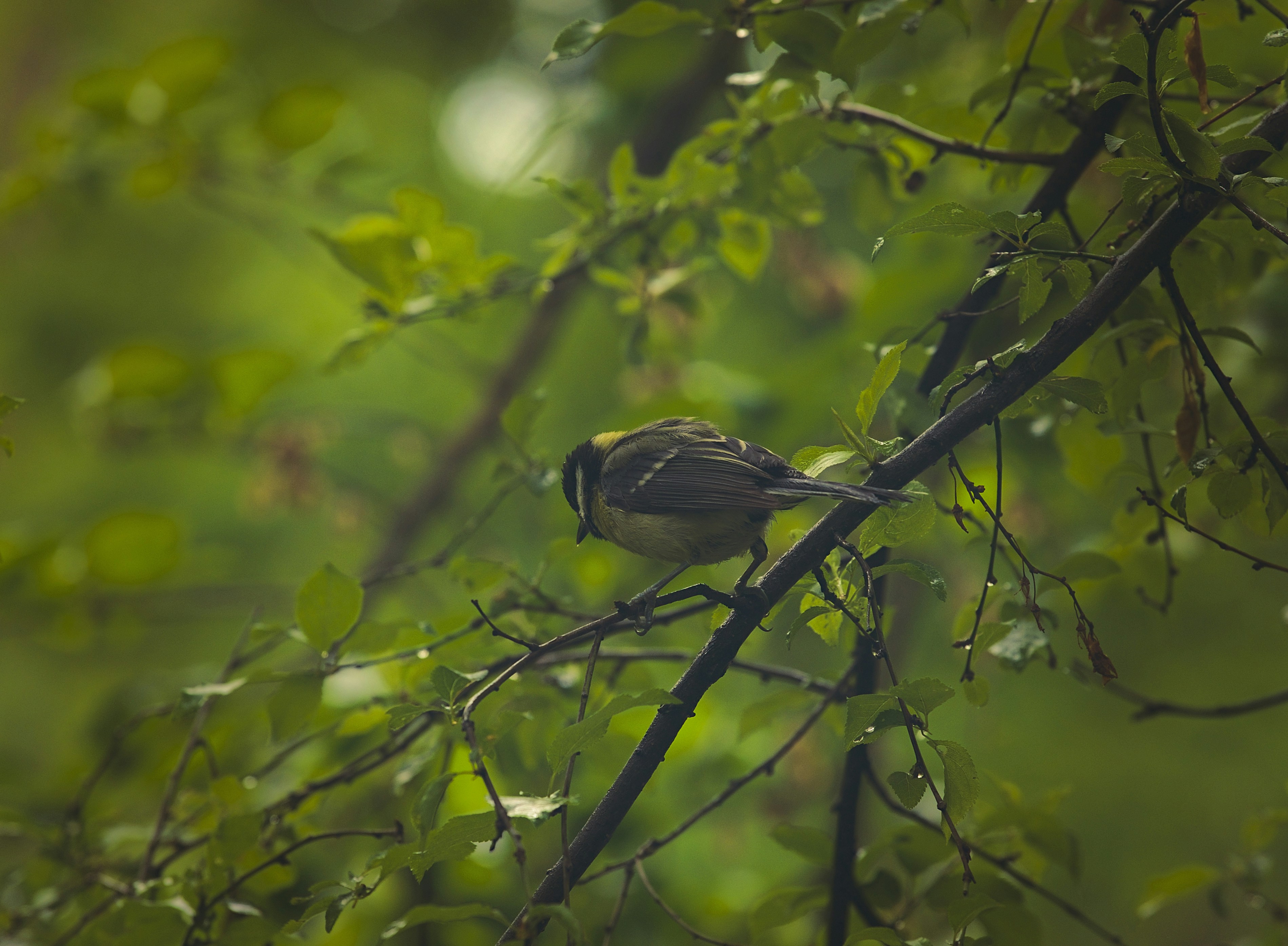 Photo by blooddrainer