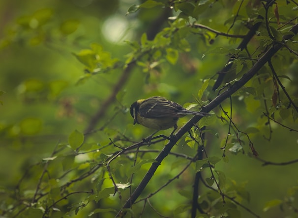 A serene bird perched on a branch surrounded by greenery.