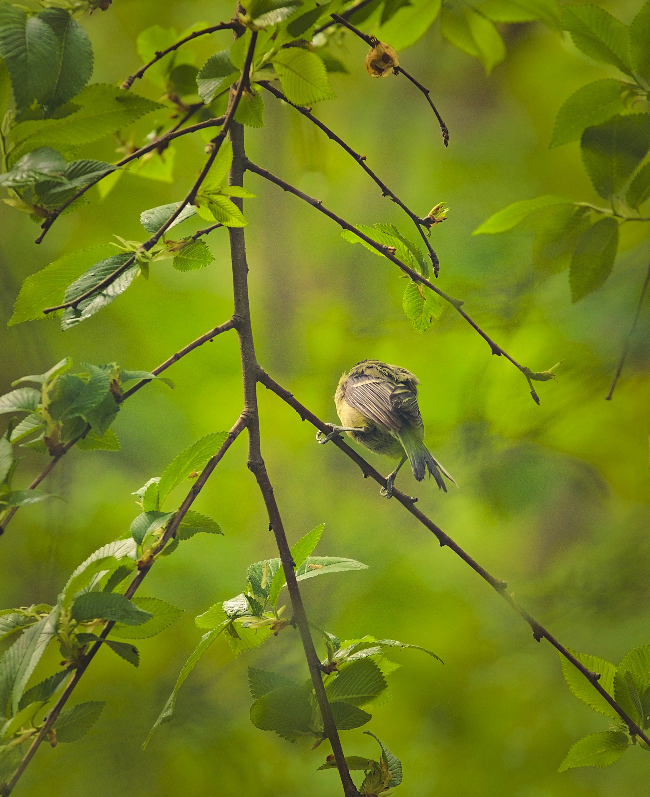 Photo by blooddrainer