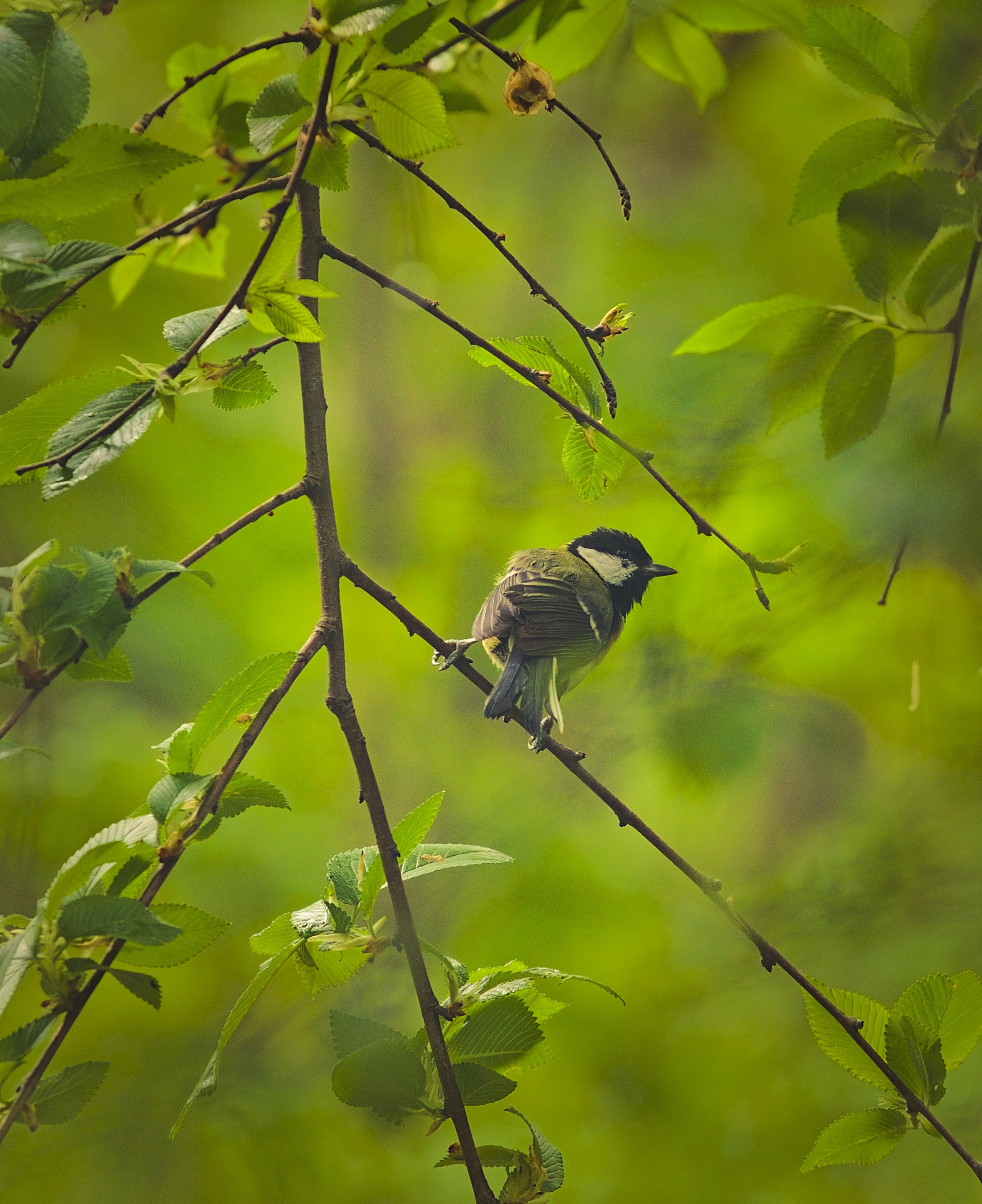 Photo by blooddrainer