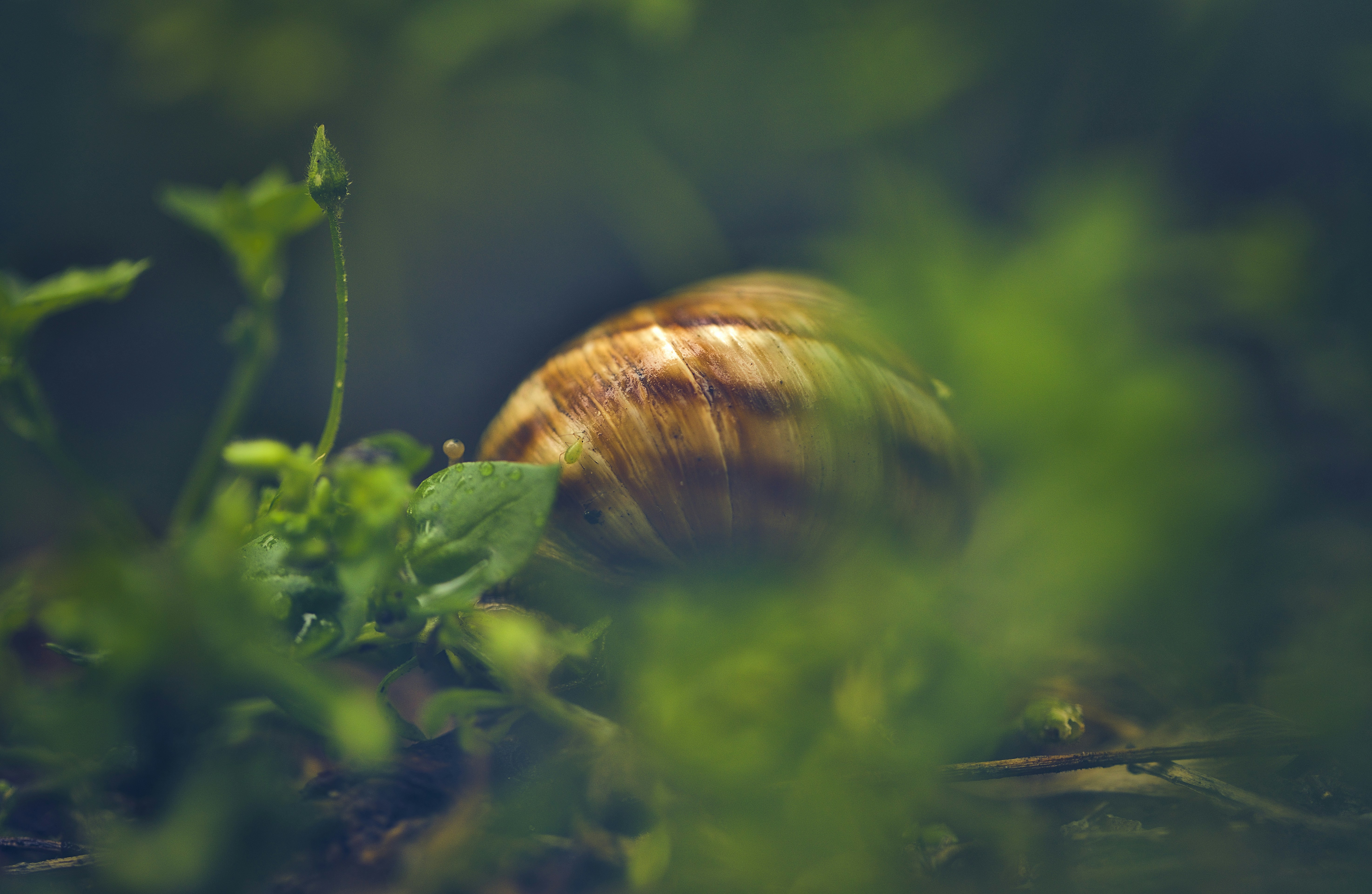 Photo by blooddrainer