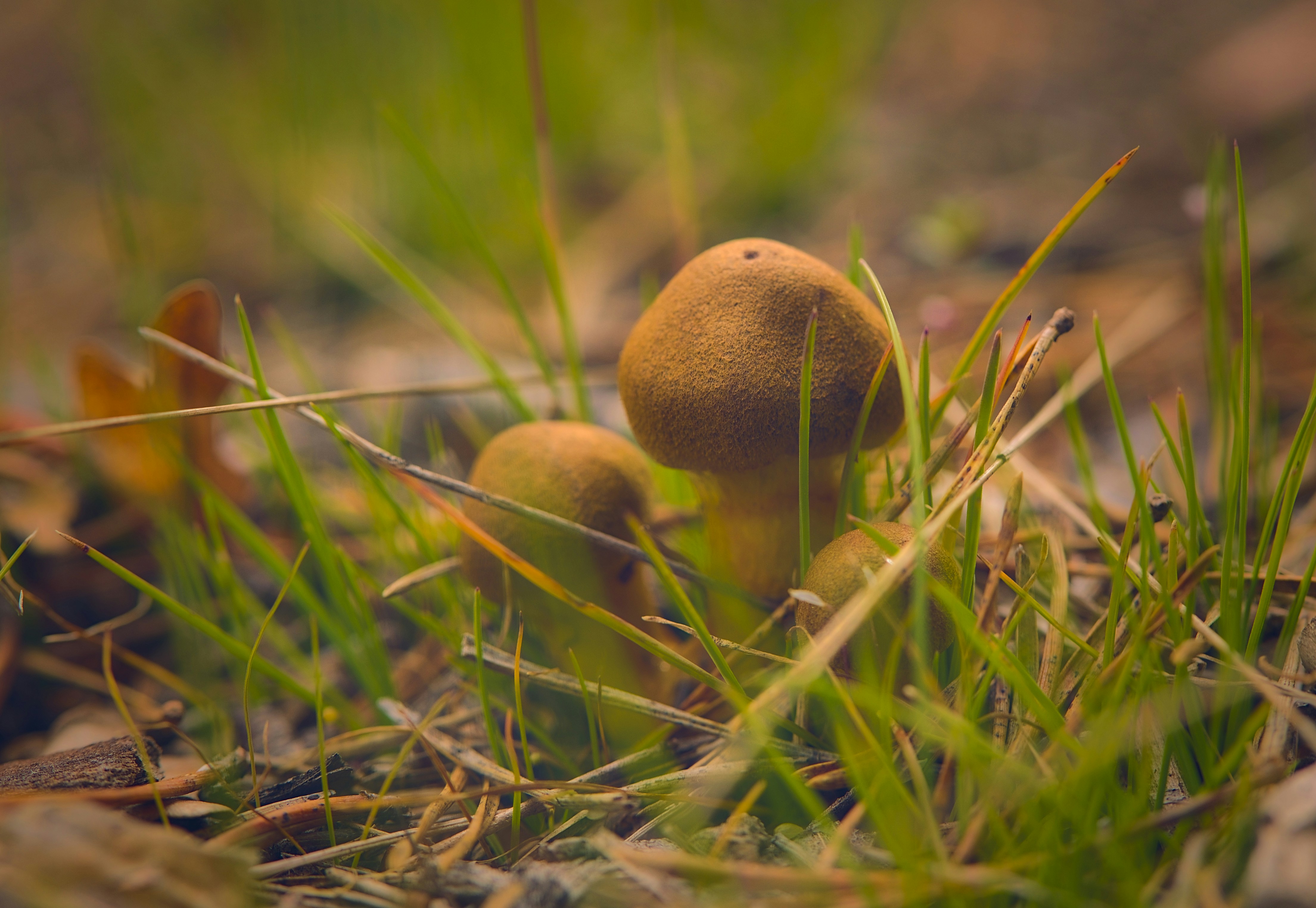 Photo by blooddrainer