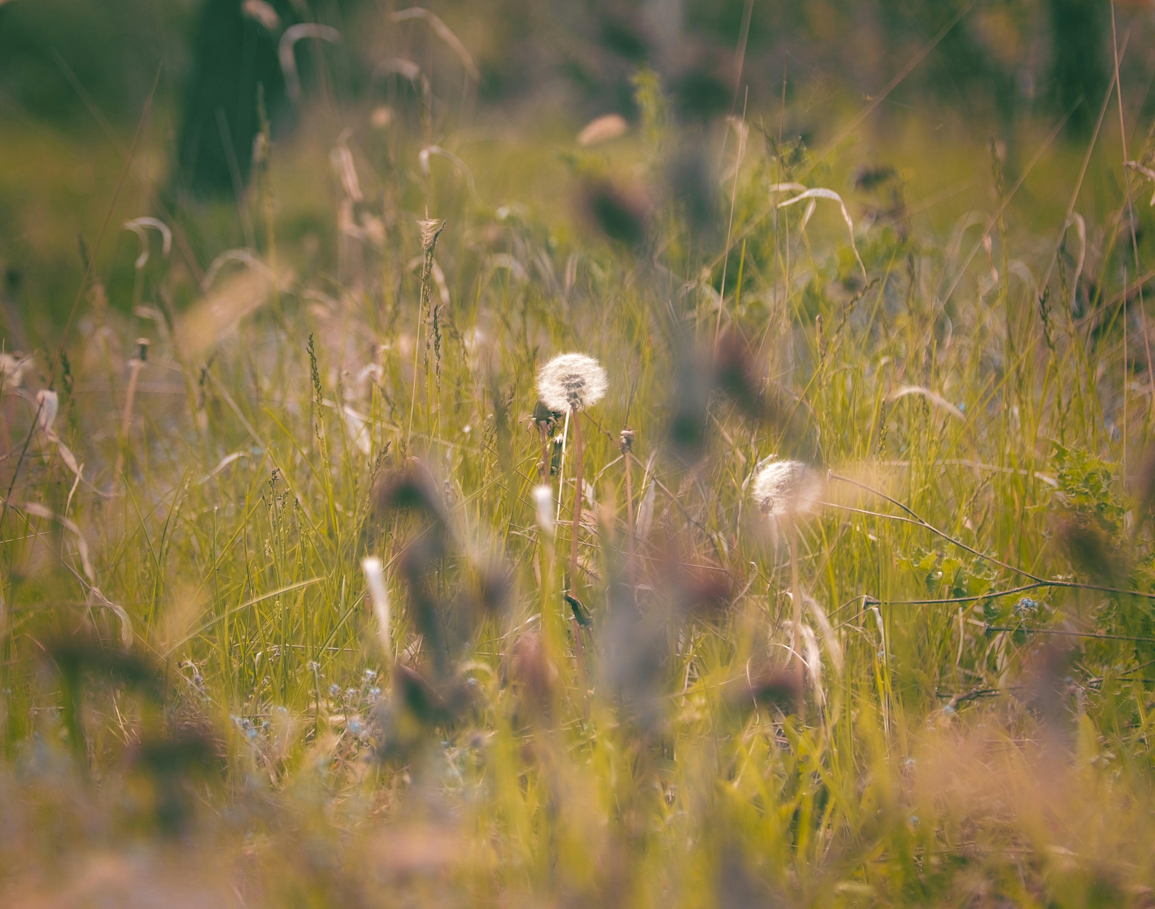 Photo by blooddrainer