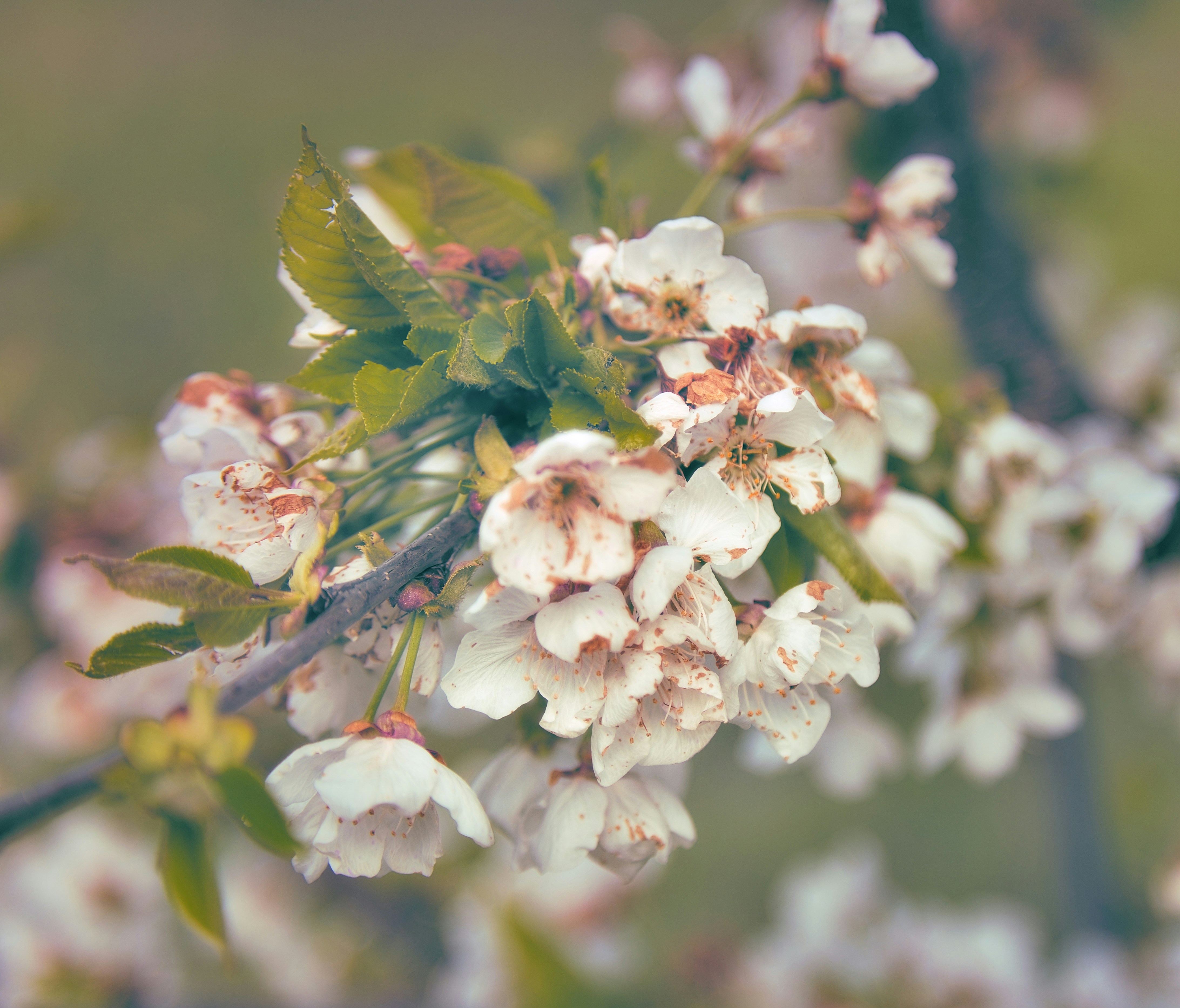 Photo by blooddrainer