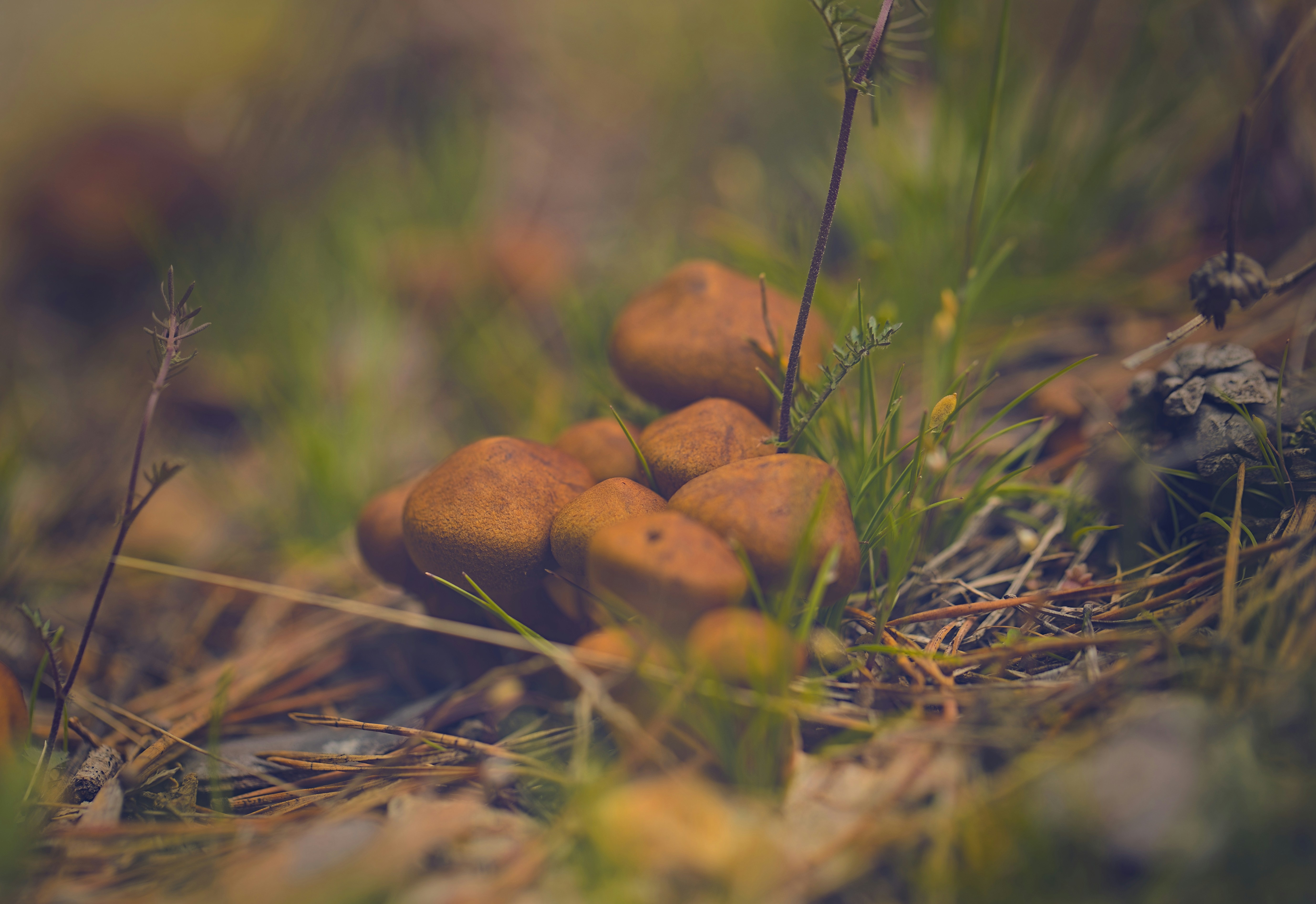 Photo by blooddrainer