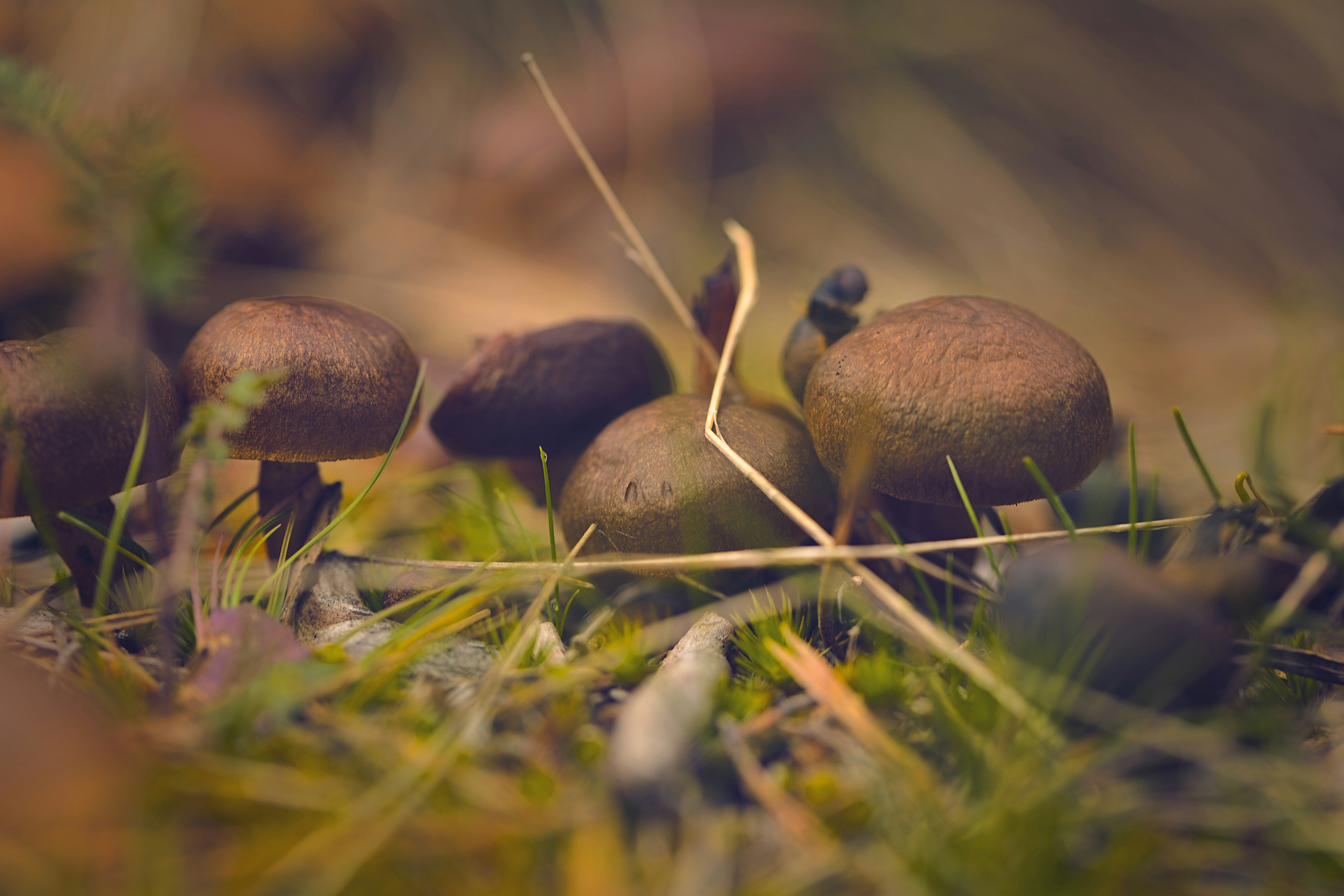 Photo by blooddrainer