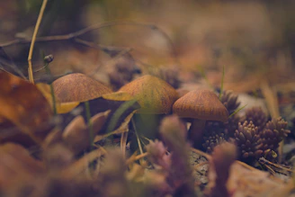 Close-up of vibrant medicinal mushrooms growing on natural wood in a softly lit environment.