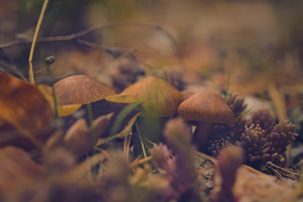 Close-up of vibrant medicinal mushrooms growing on natural wood in a softly lit environment.