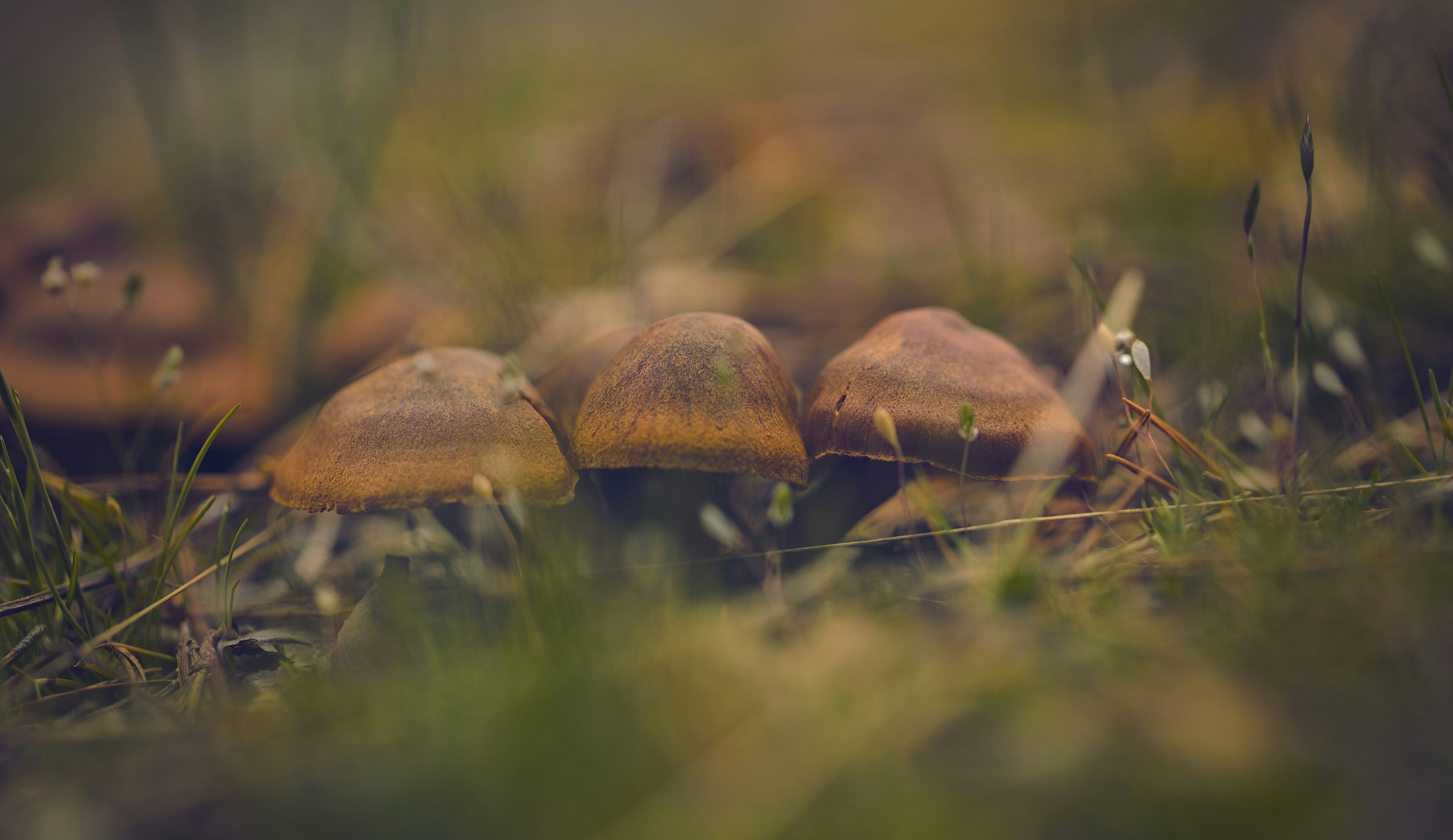 Photo by blooddrainer