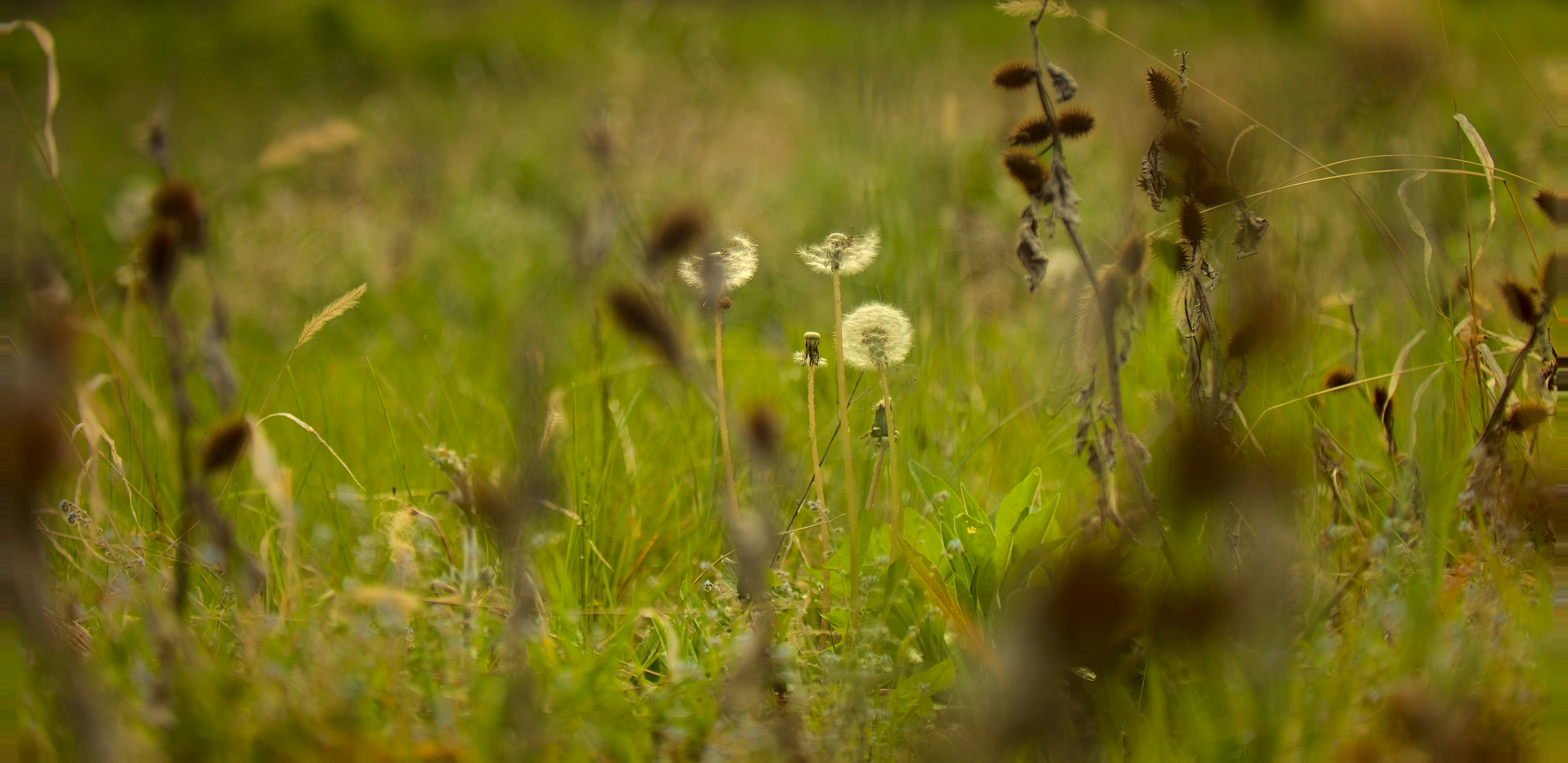 Photo by blooddrainer