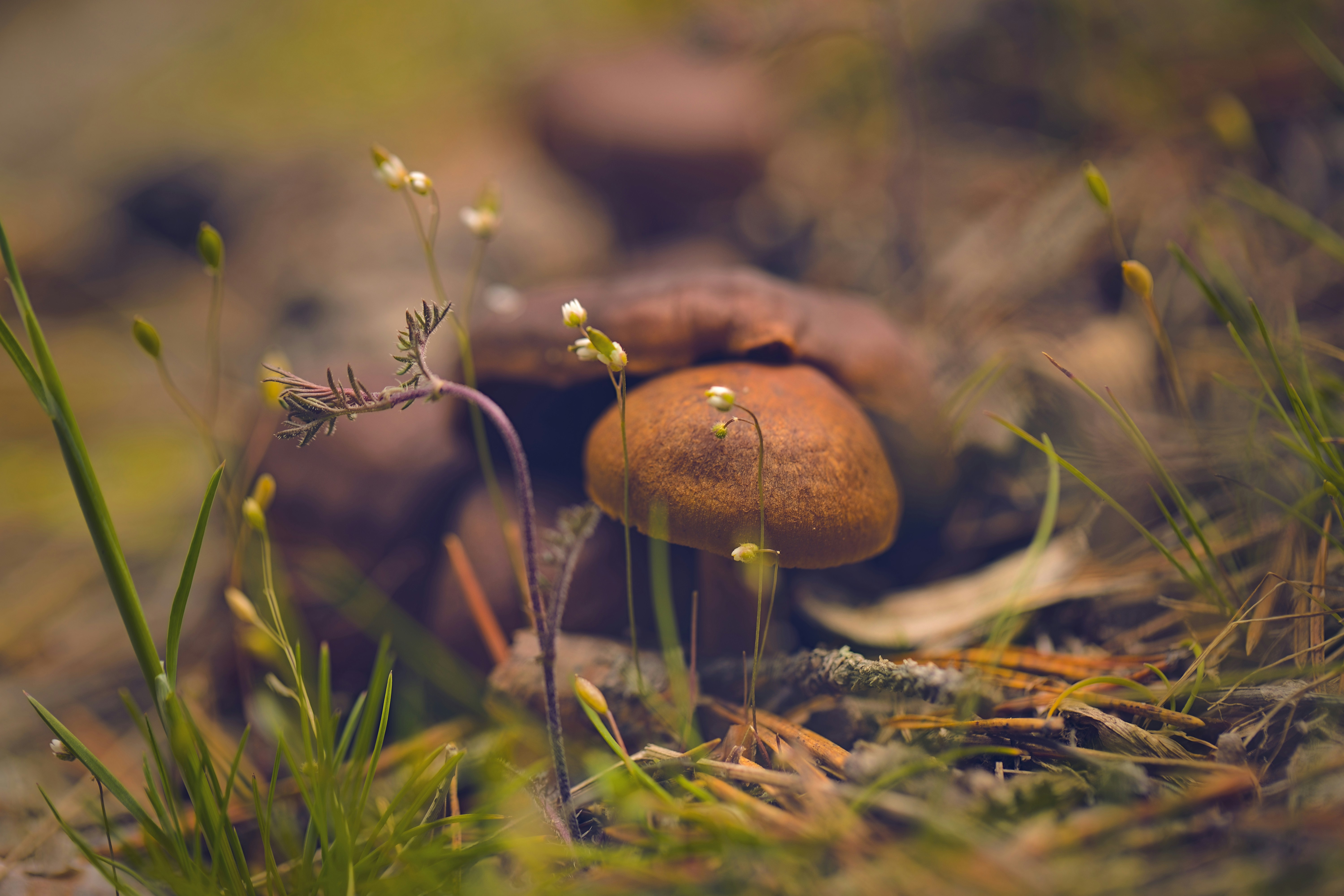 Photo by blooddrainer