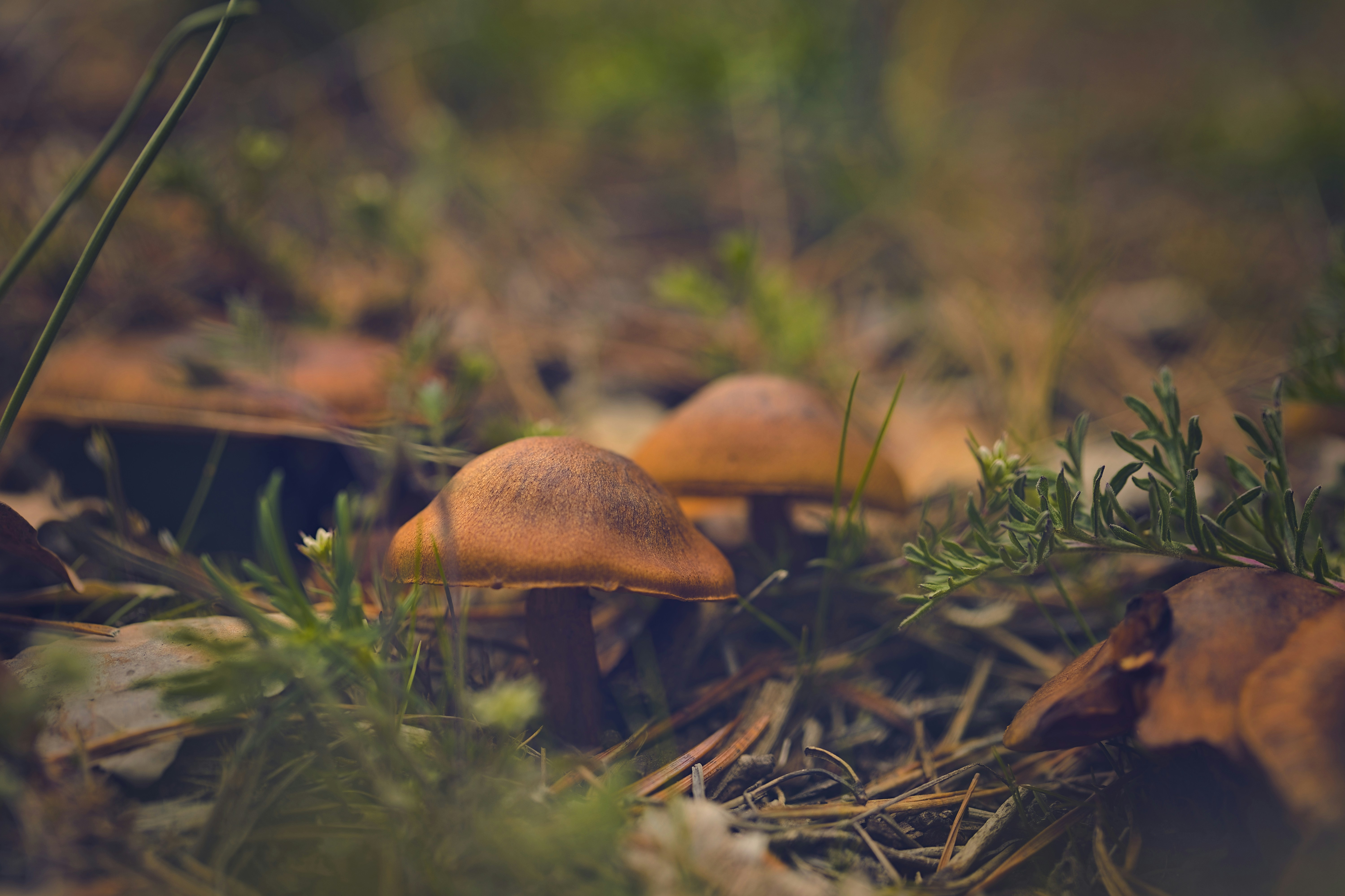 Photo by blooddrainer