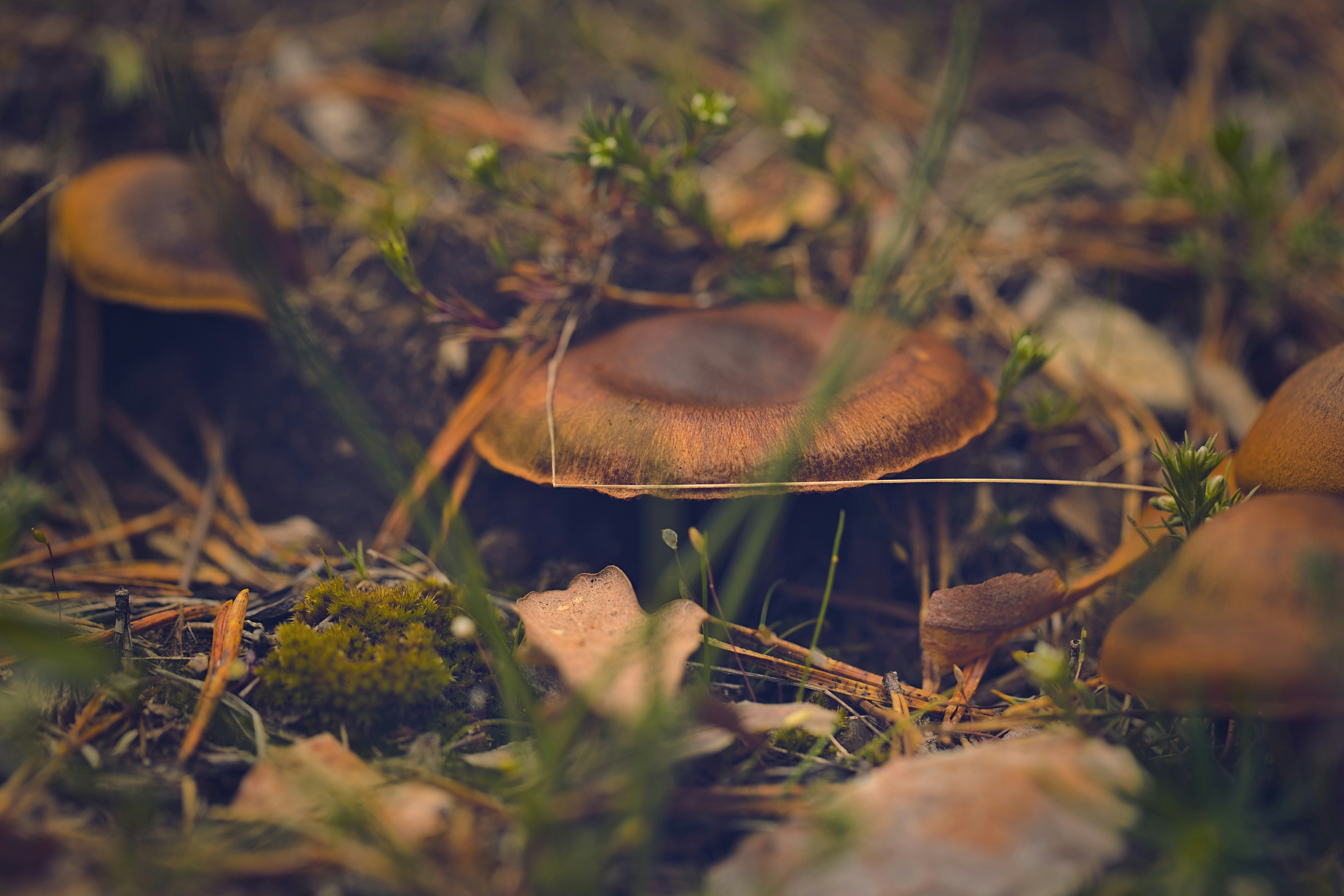 Photo by blooddrainer