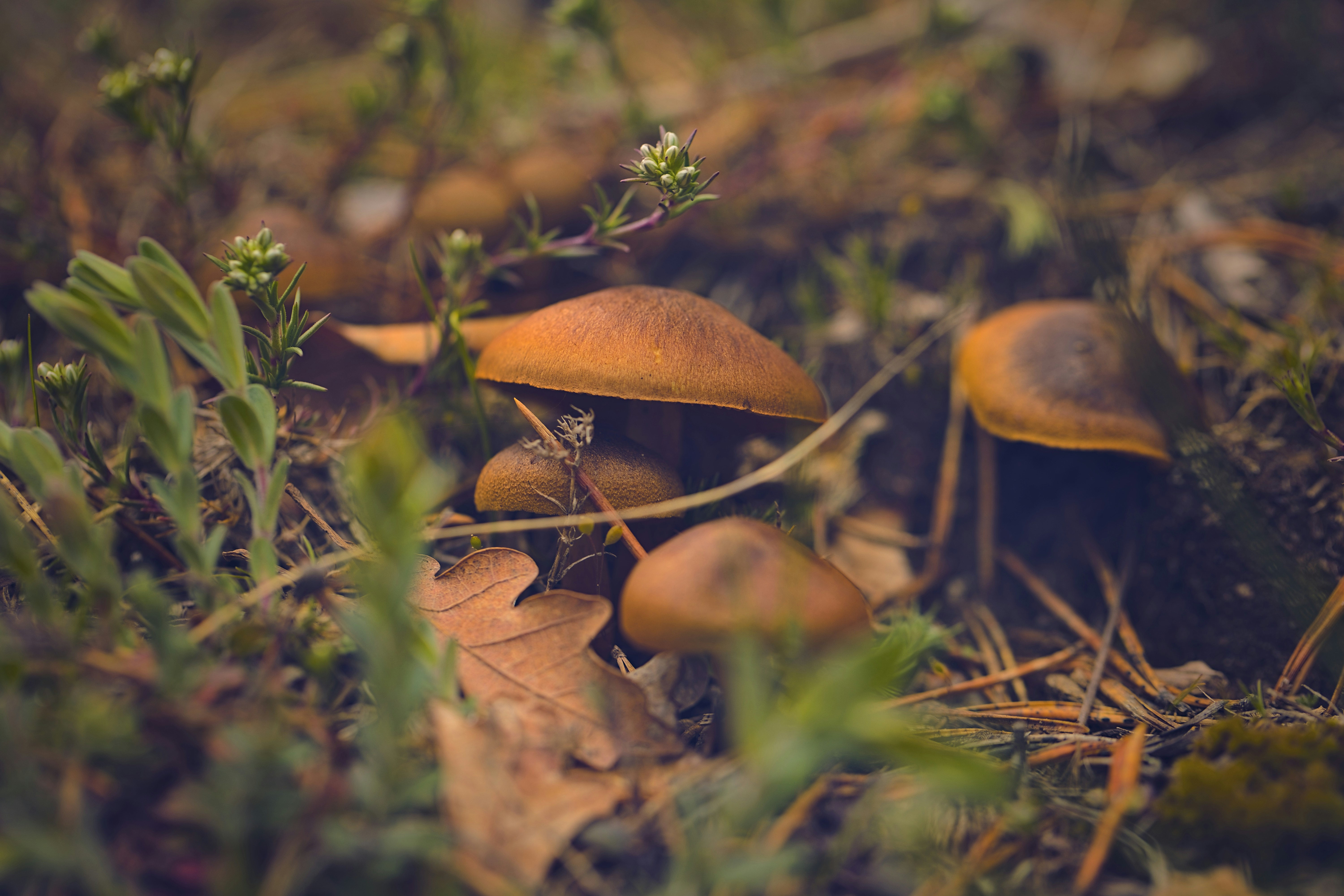 Photo by blooddrainer