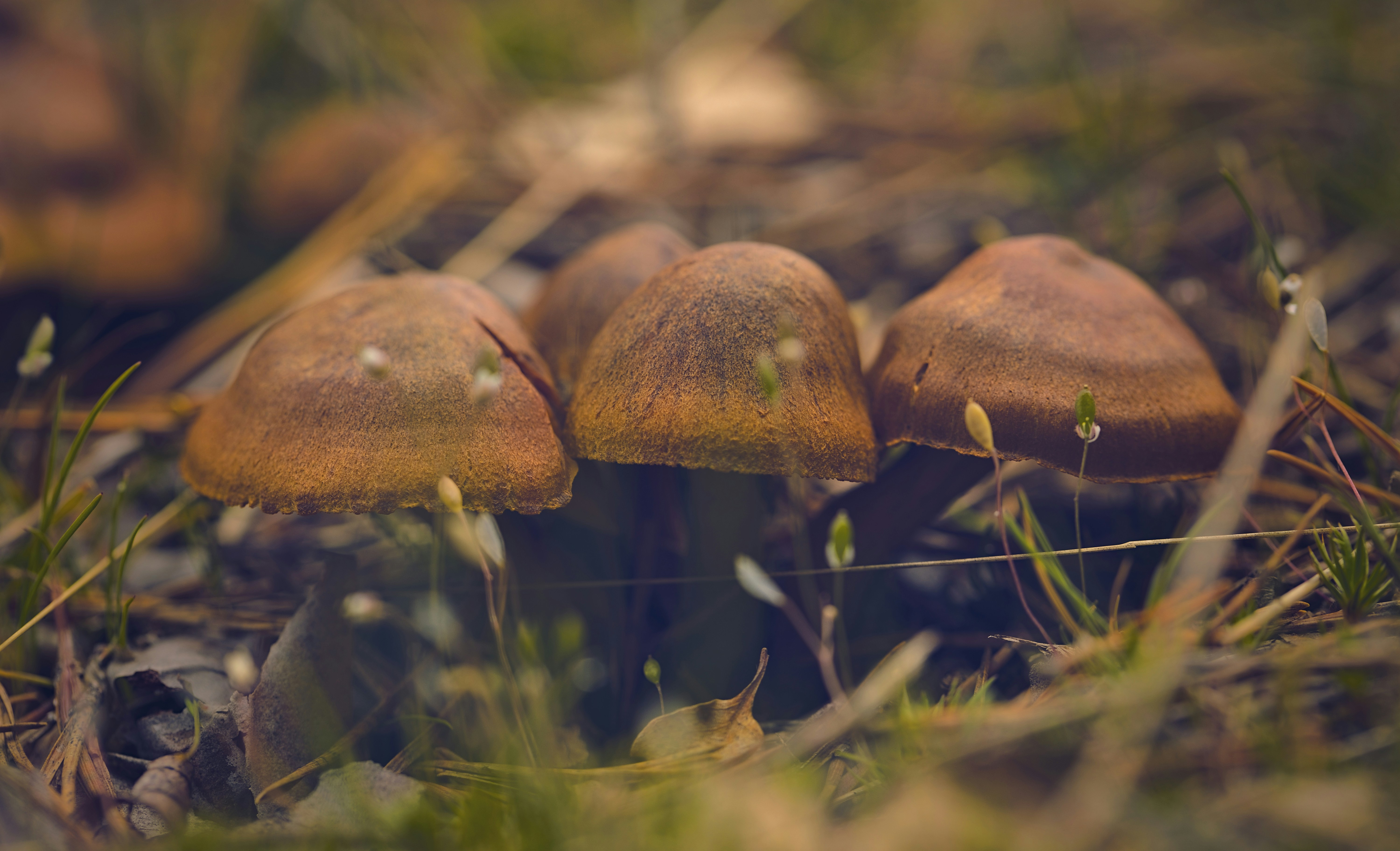 Photo by blooddrainer