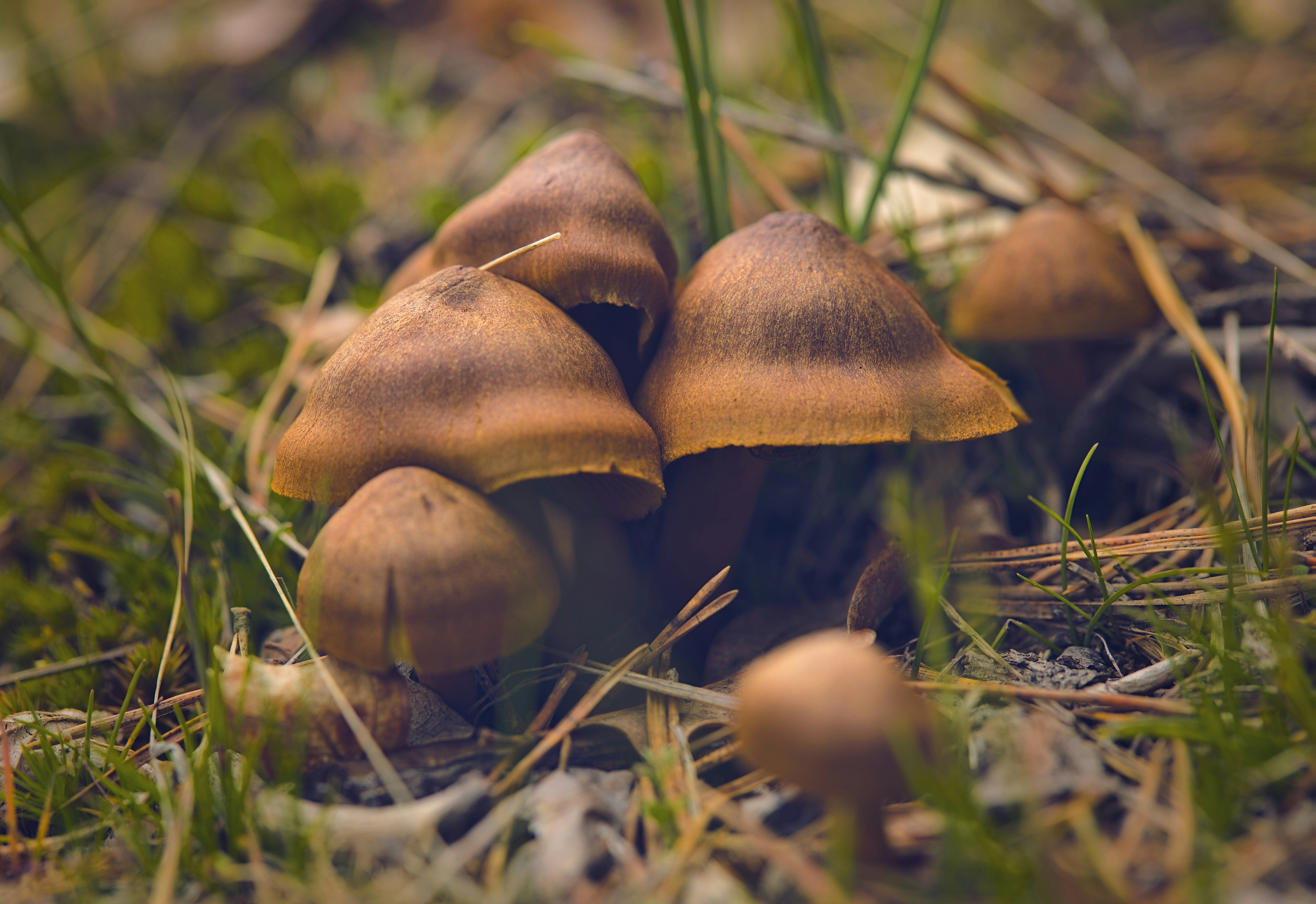 Photo by blooddrainer