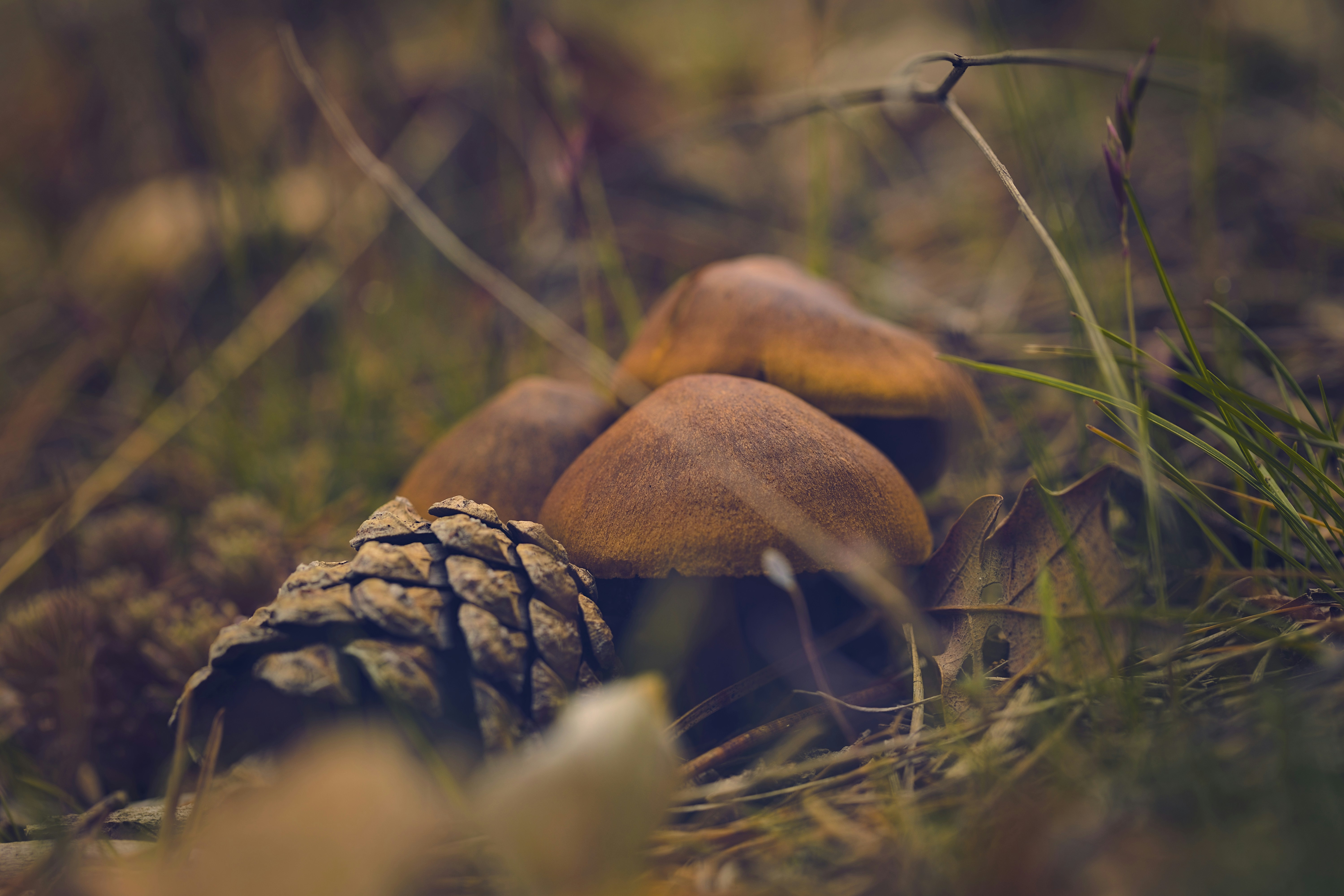 Photo by blooddrainer