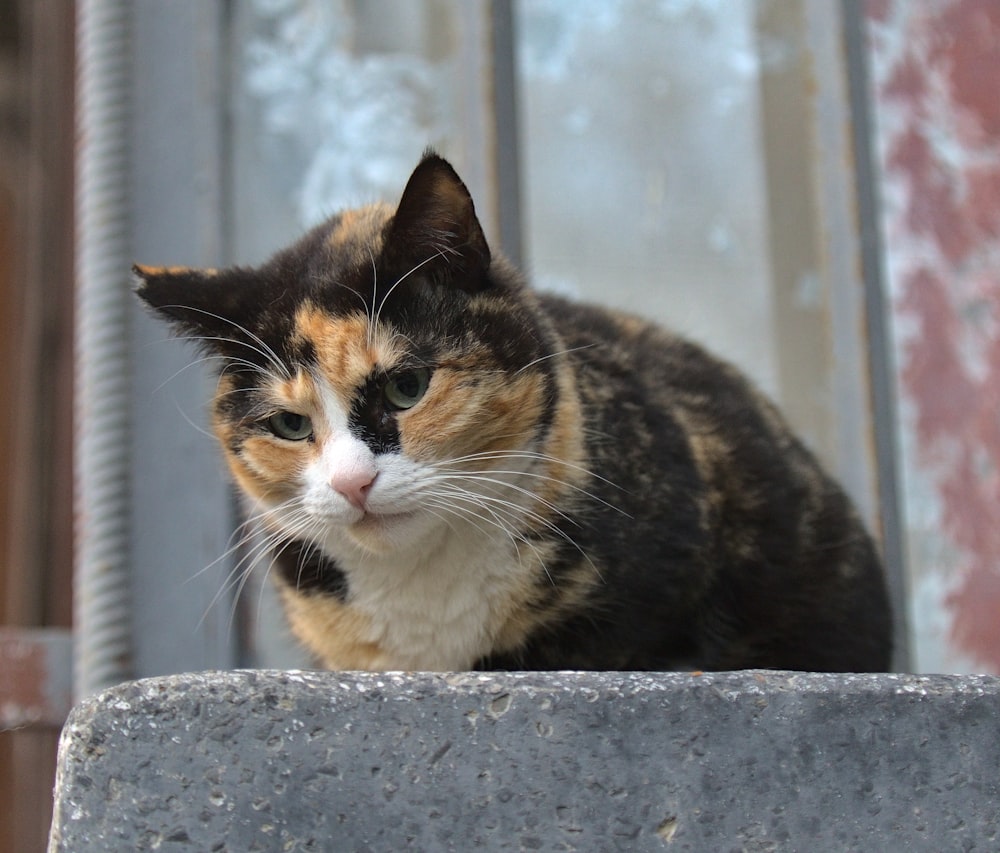 Un chat calicot assis sur un bloc de ciment