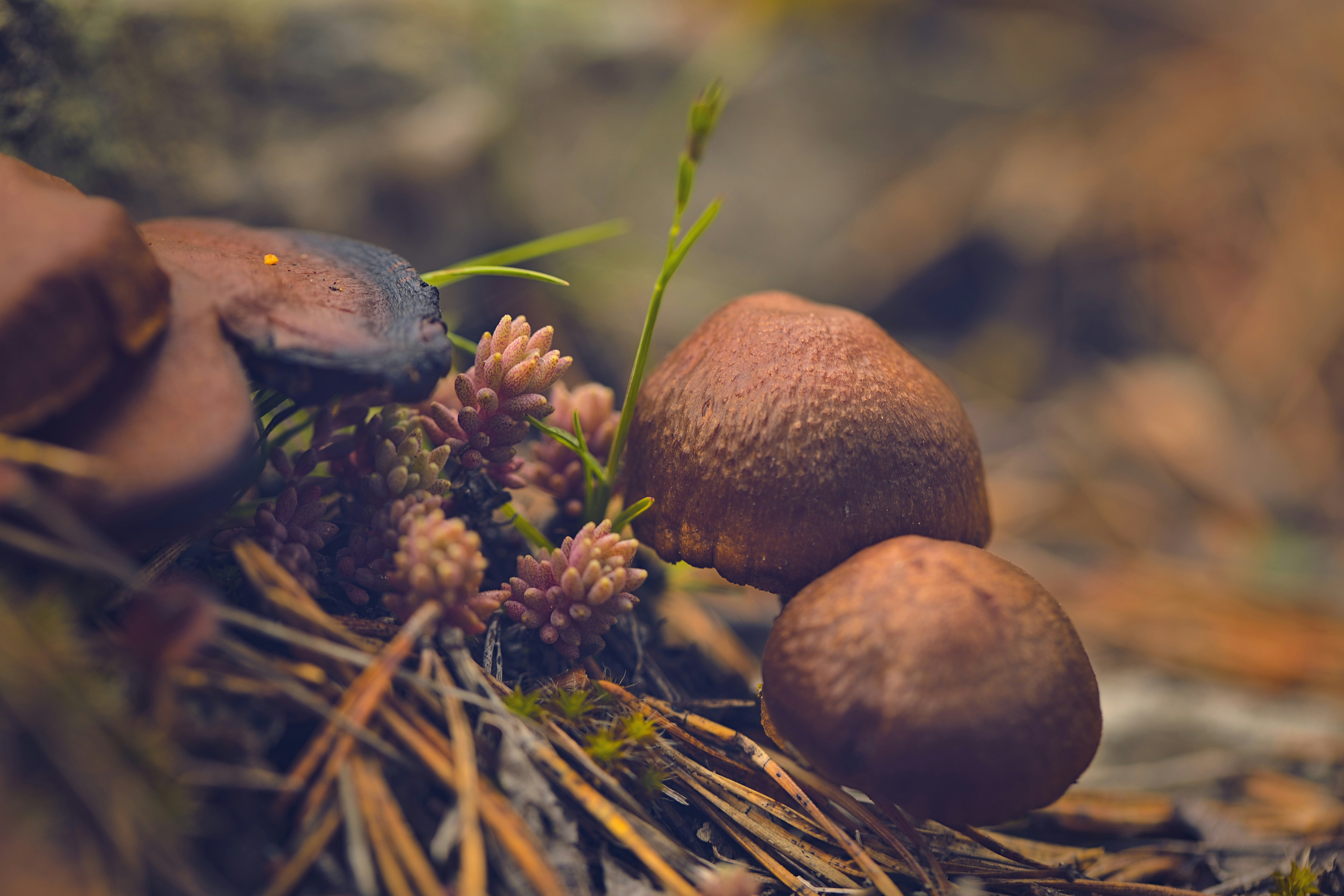 Photo by blooddrainer