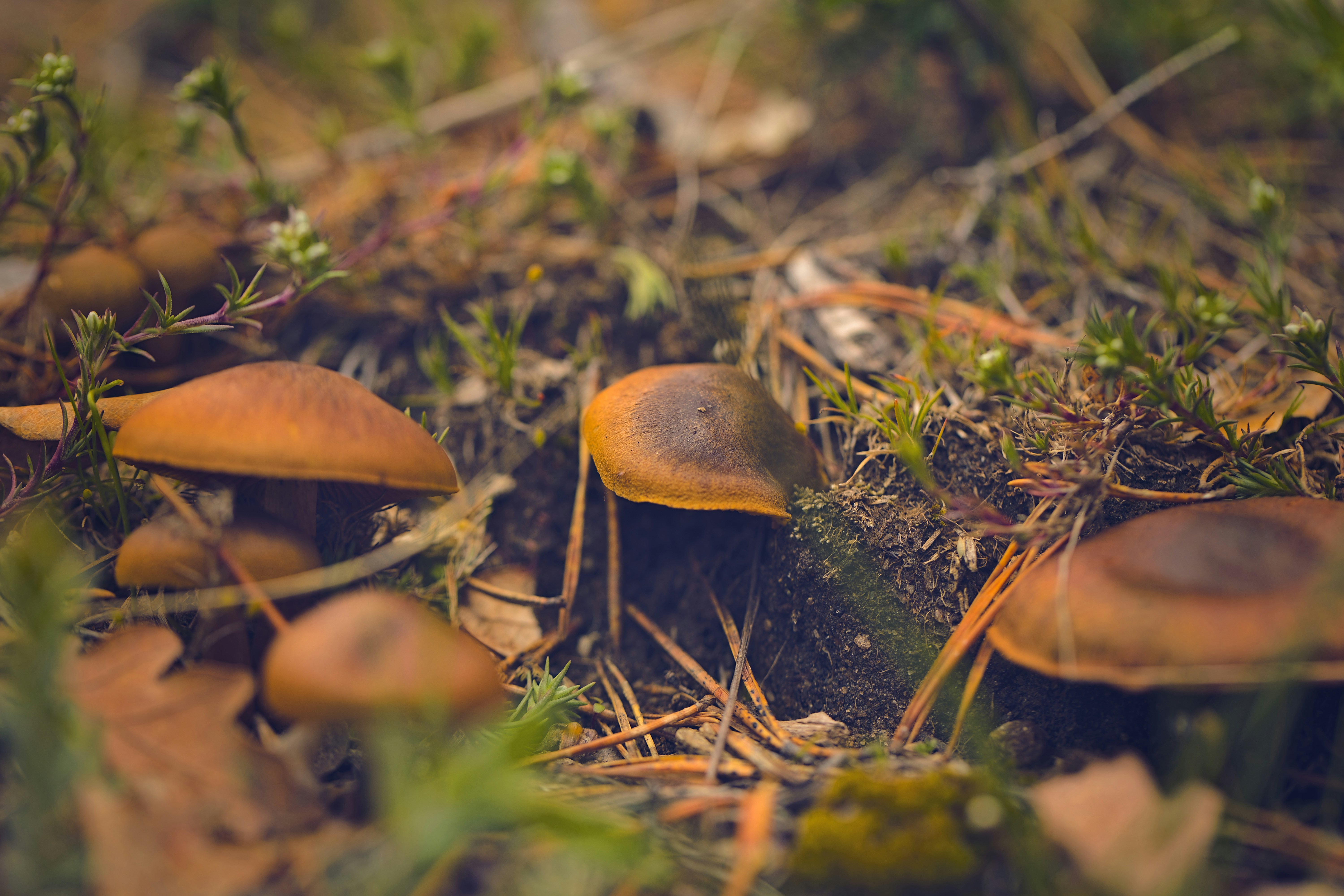 Photo by blooddrainer