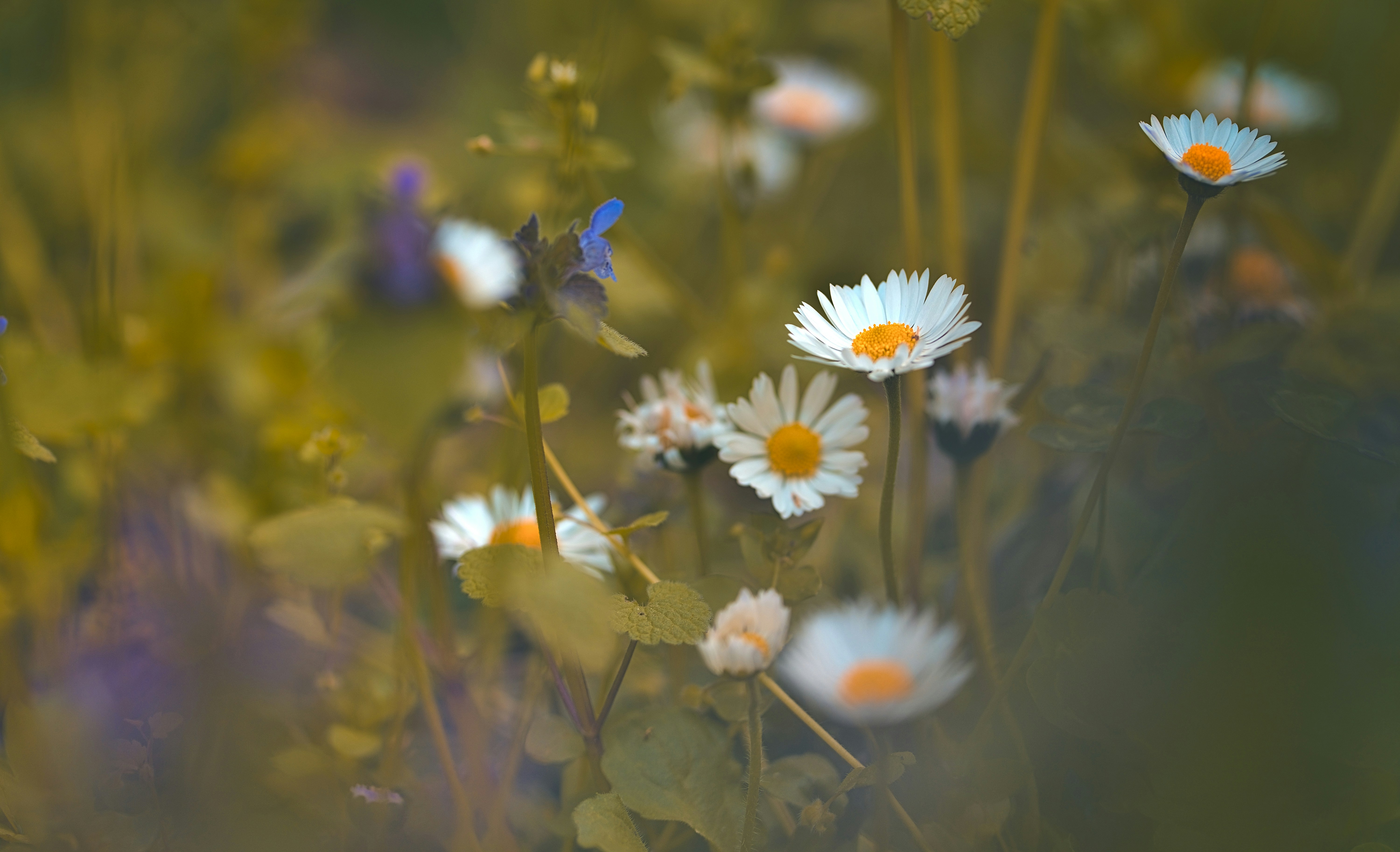 Photo by blooddrainer