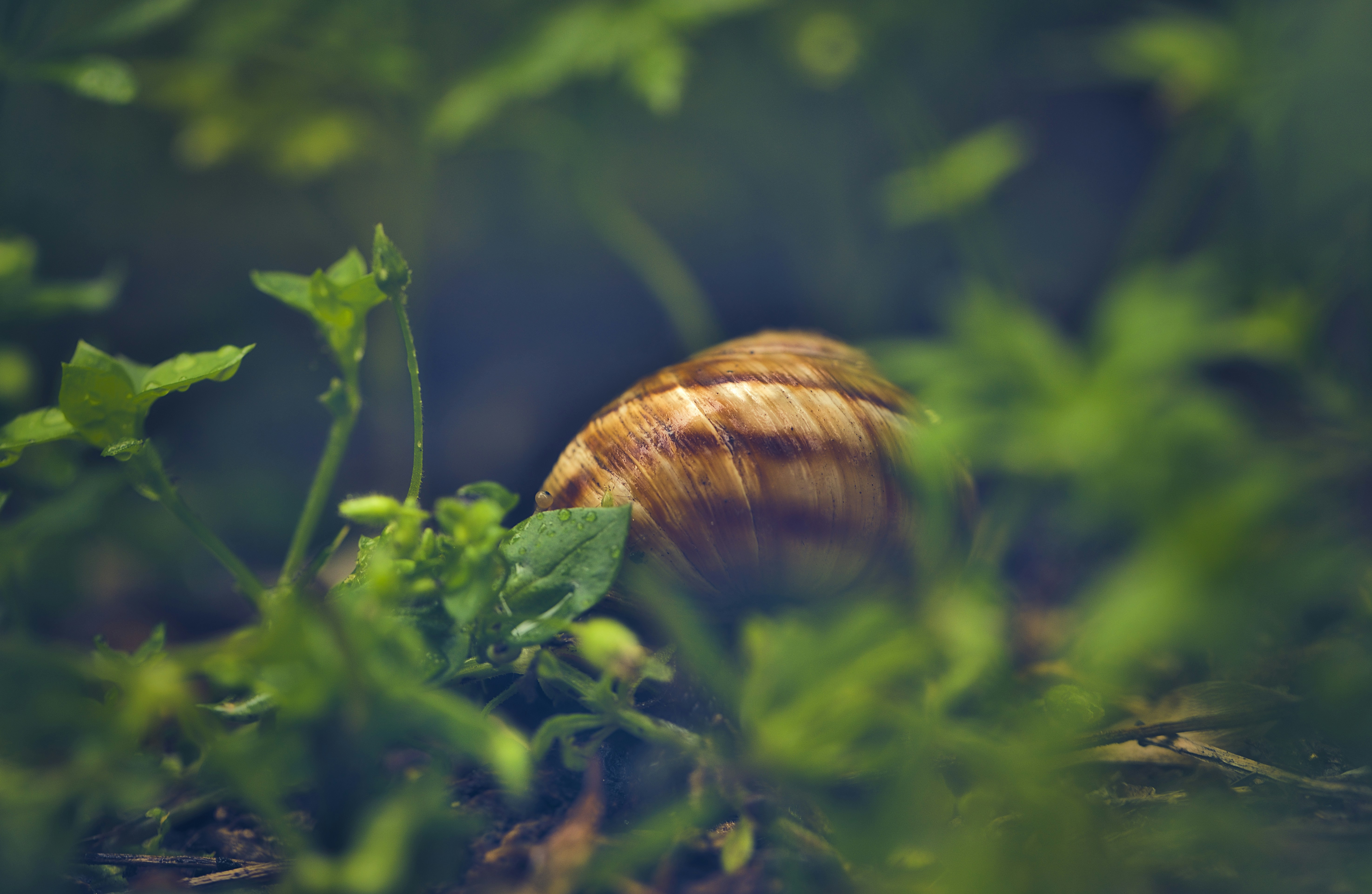 Photo by blooddrainer