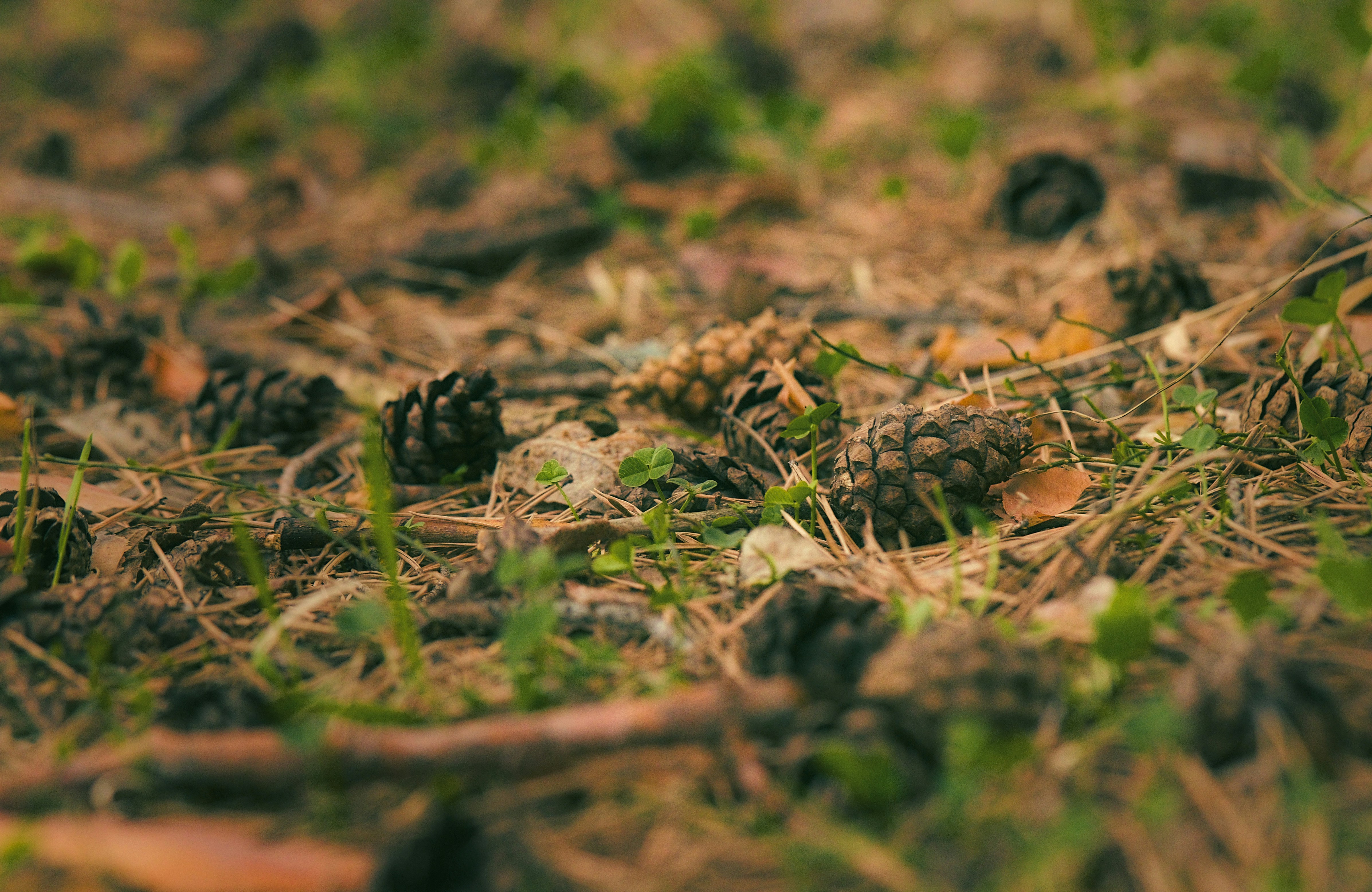 Photo by blooddrainer