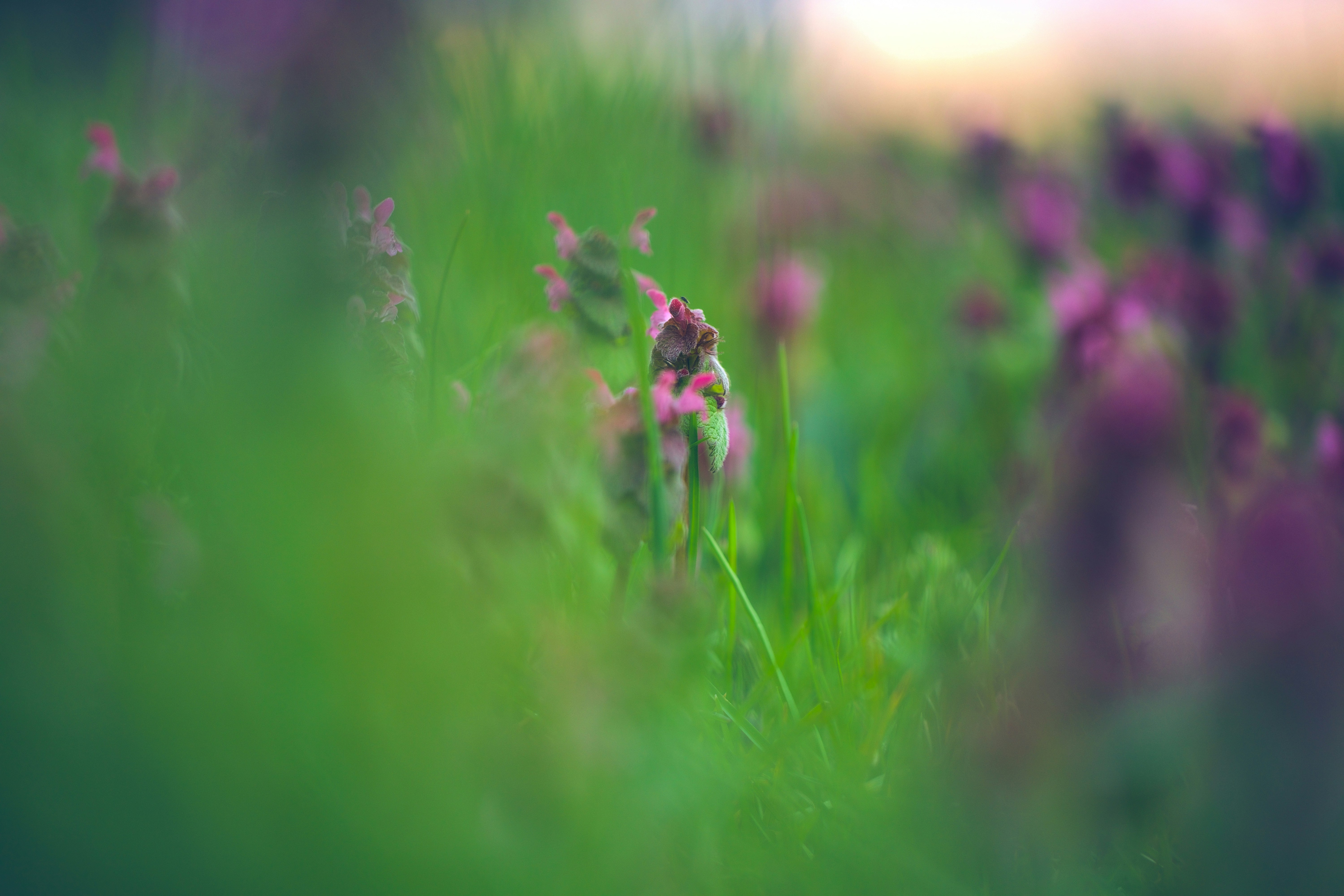 Photo by blooddrainer