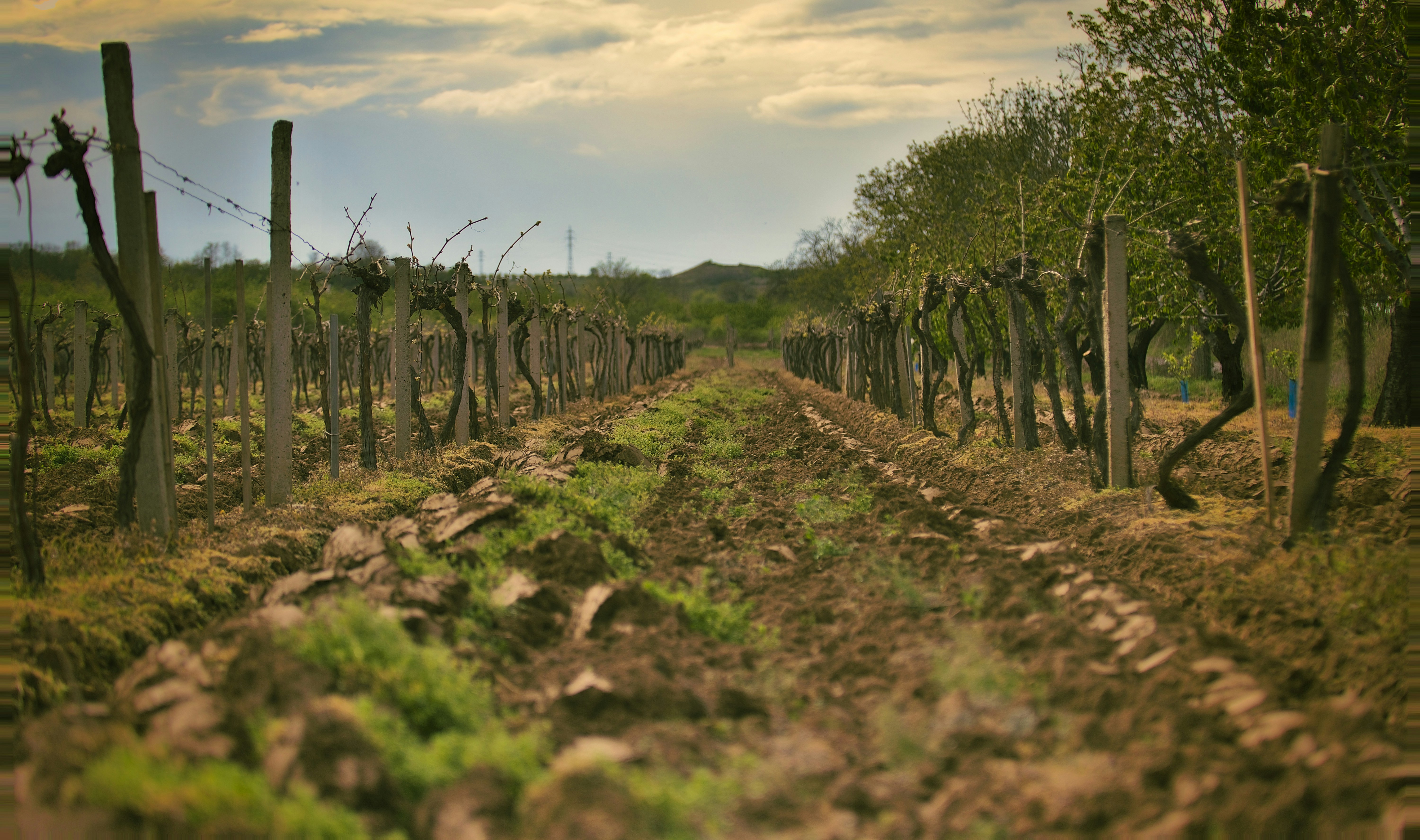 Photo by blooddrainer