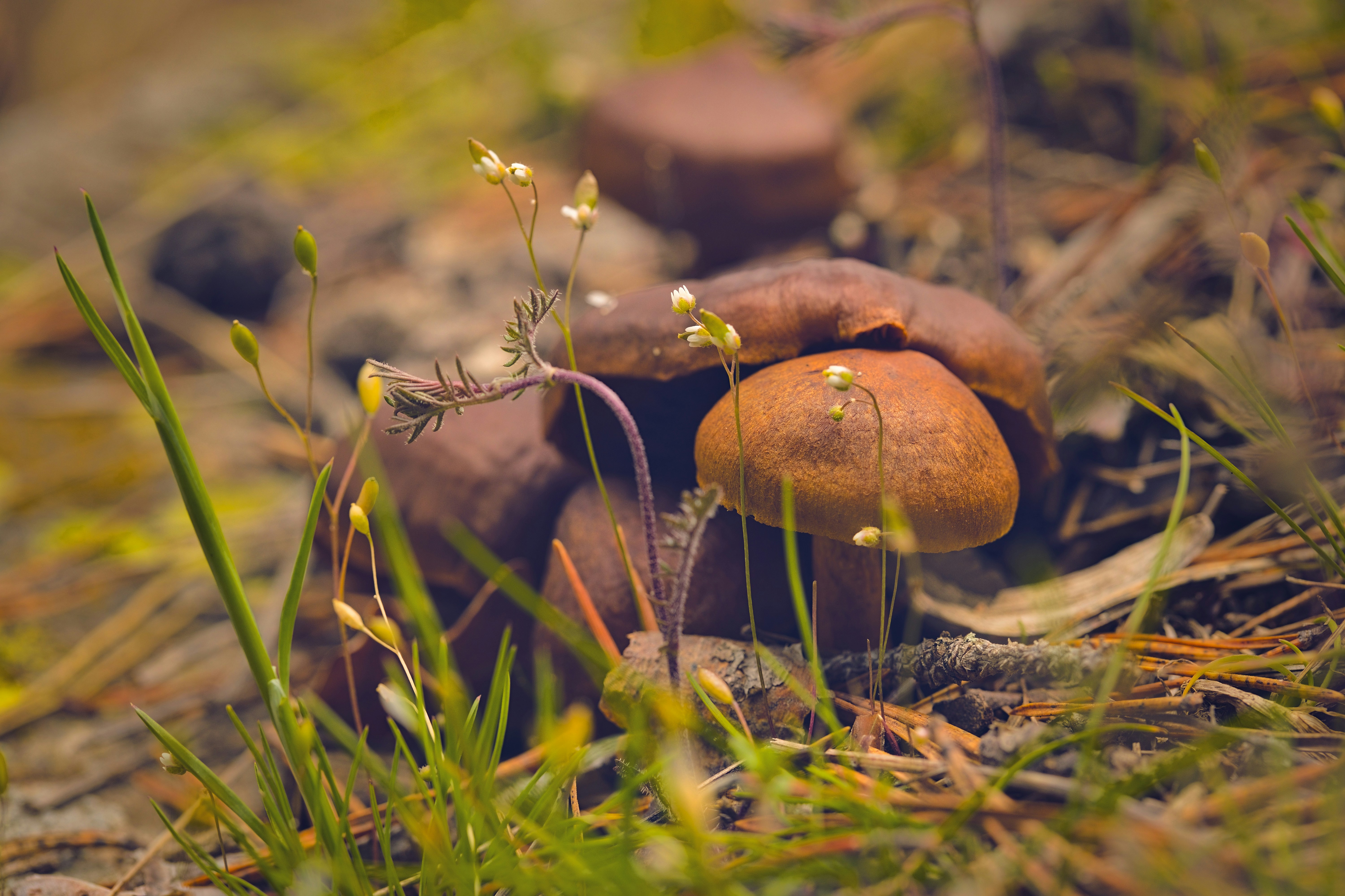 Photo by blooddrainer