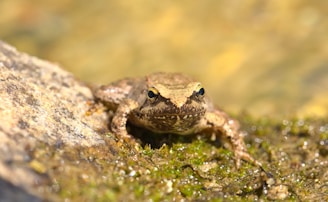 A focused wildlife biologist carefully observing a California red-legged frog in its natural wetland habitat.