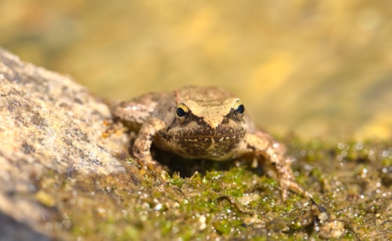 A focused wildlife biologist carefully observing a California red-legged frog in its natural wetland habitat.