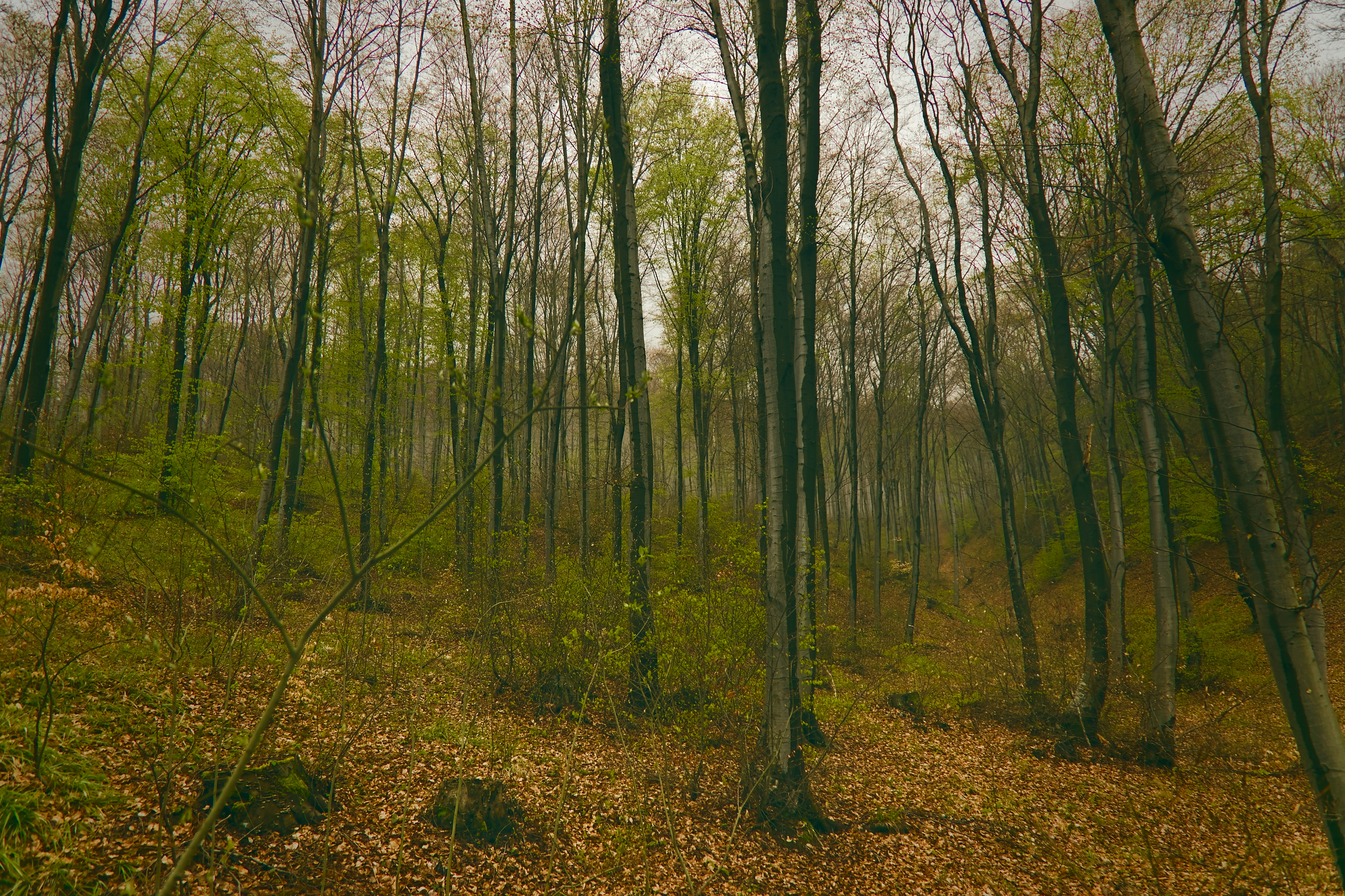 Photo by blooddrainer