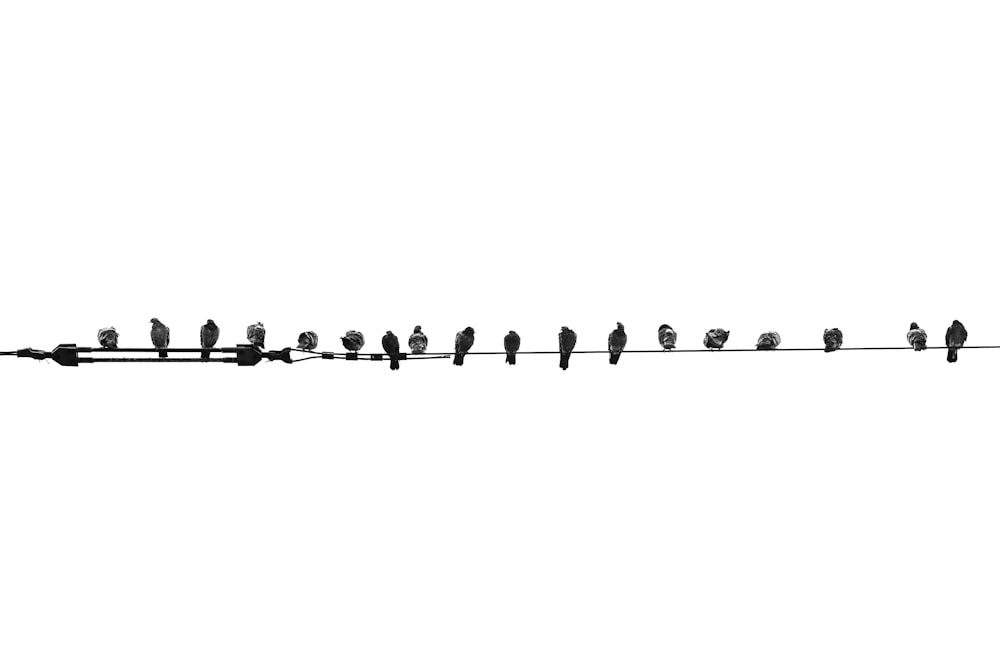 a flock of birds sitting on top of a power line