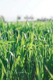 a field of green grass with a sky in the background