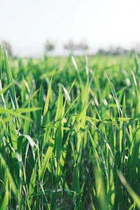a field of green grass with a sky in the background