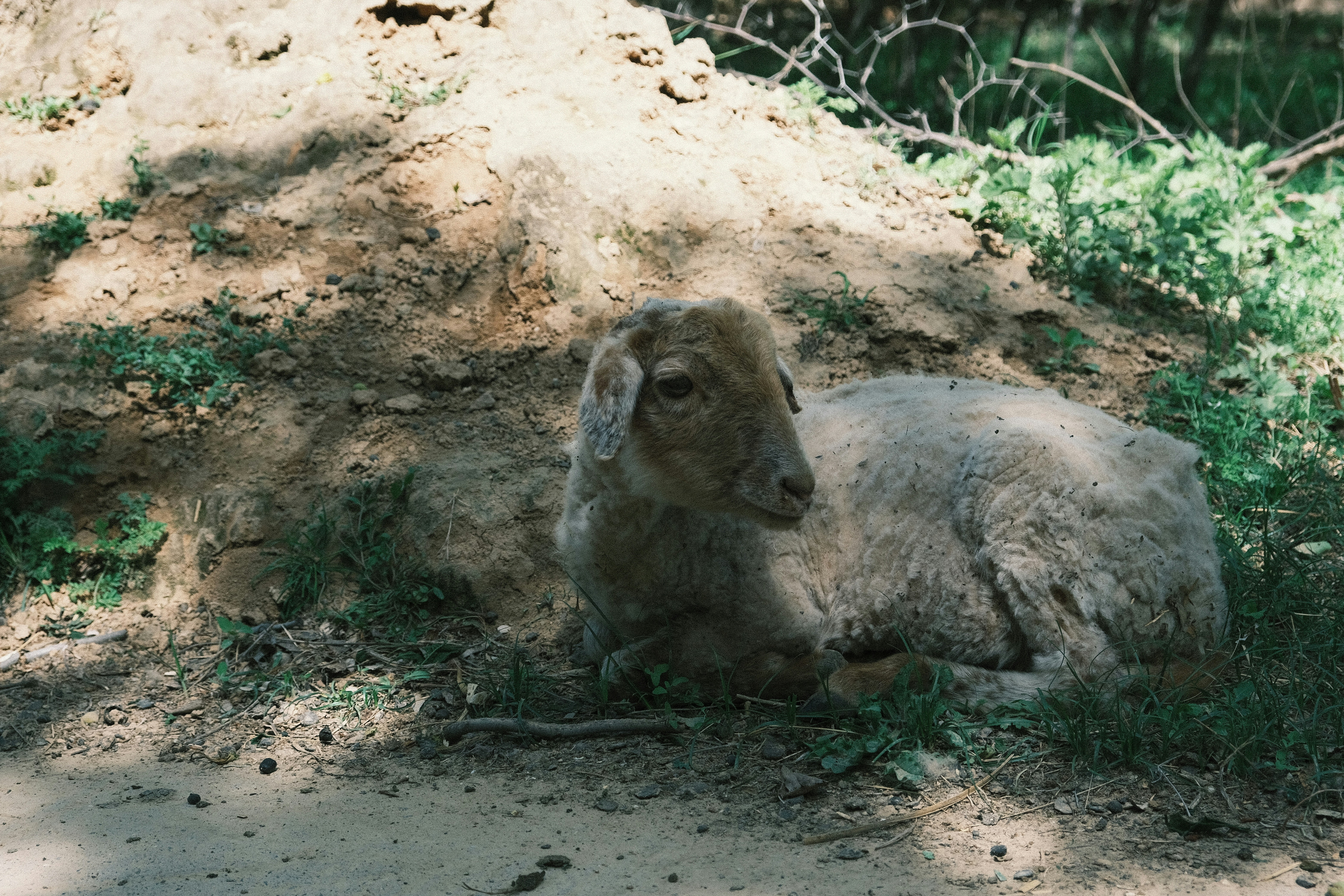Afbeelding van Haren Gn