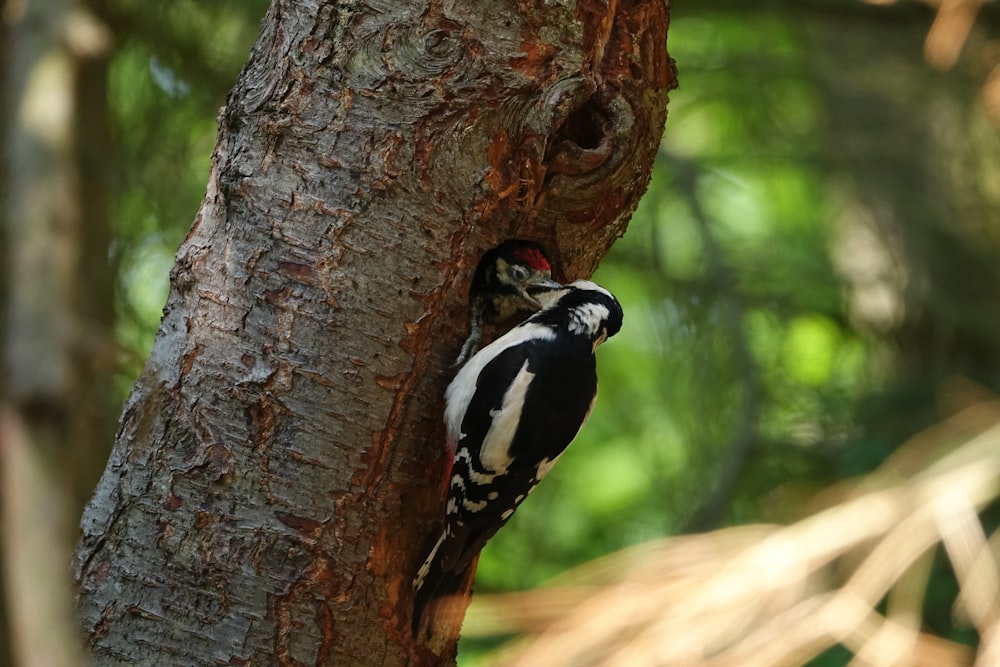 a small bird perched on the side of a tree