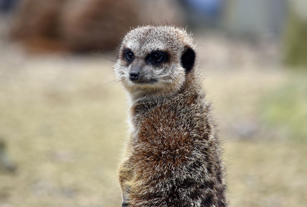 a close up of a meerkat looking at the camera