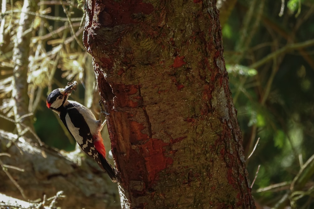 a bird perched on a tree in a forest