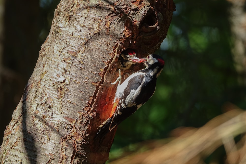 a bird is perched on the side of a tree