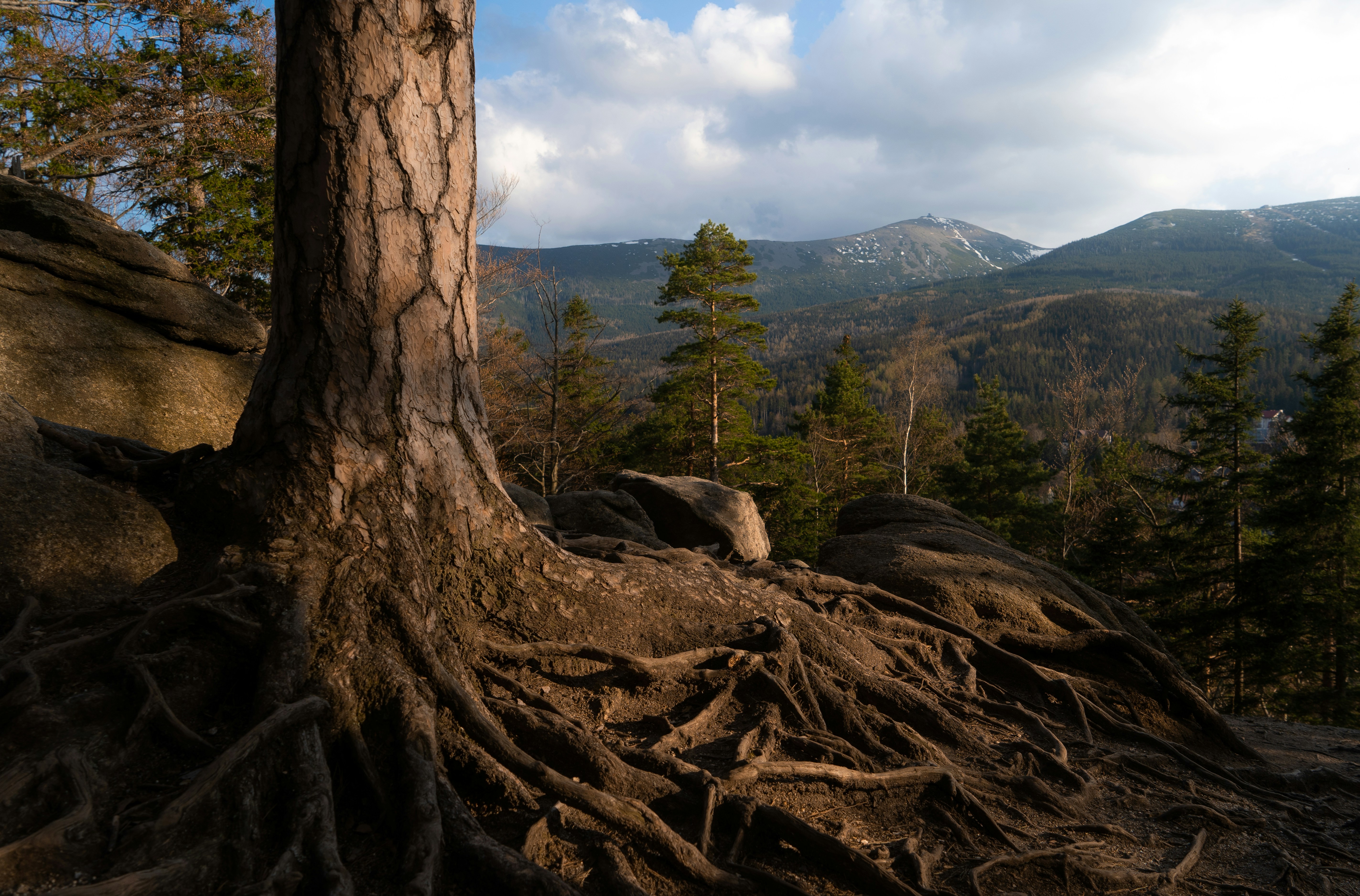 A large tree with a lot of roots on it photo – Free Poland Image on ...