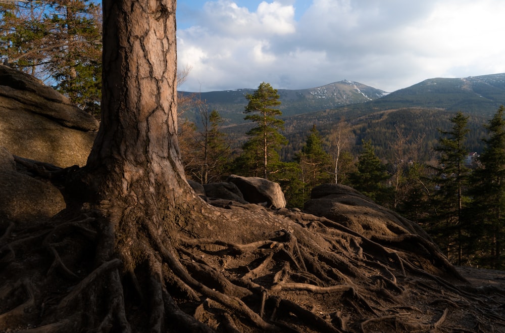 a large tree with a lot of roots on it