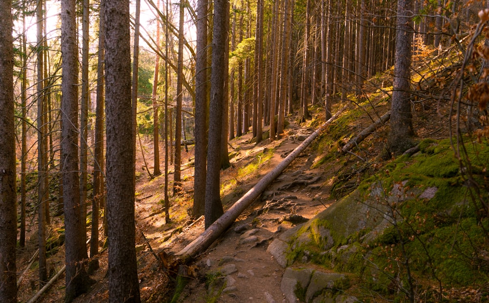 a trail in the woods with lots of trees