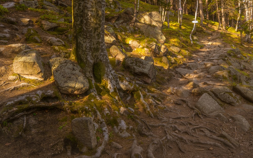 a trail in the woods with rocks and trees