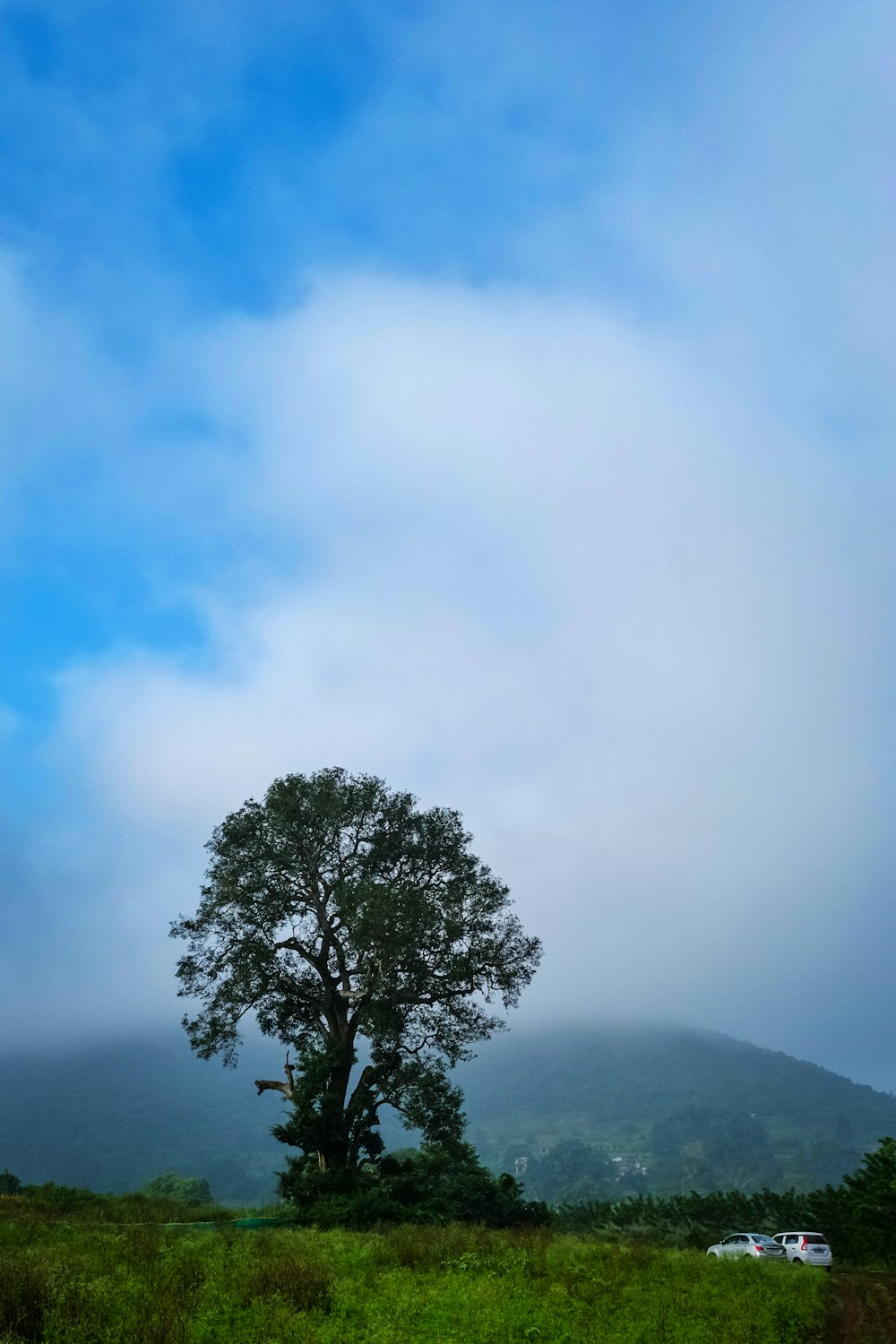 Un árbol solitario en un campo con una montaña al fondo