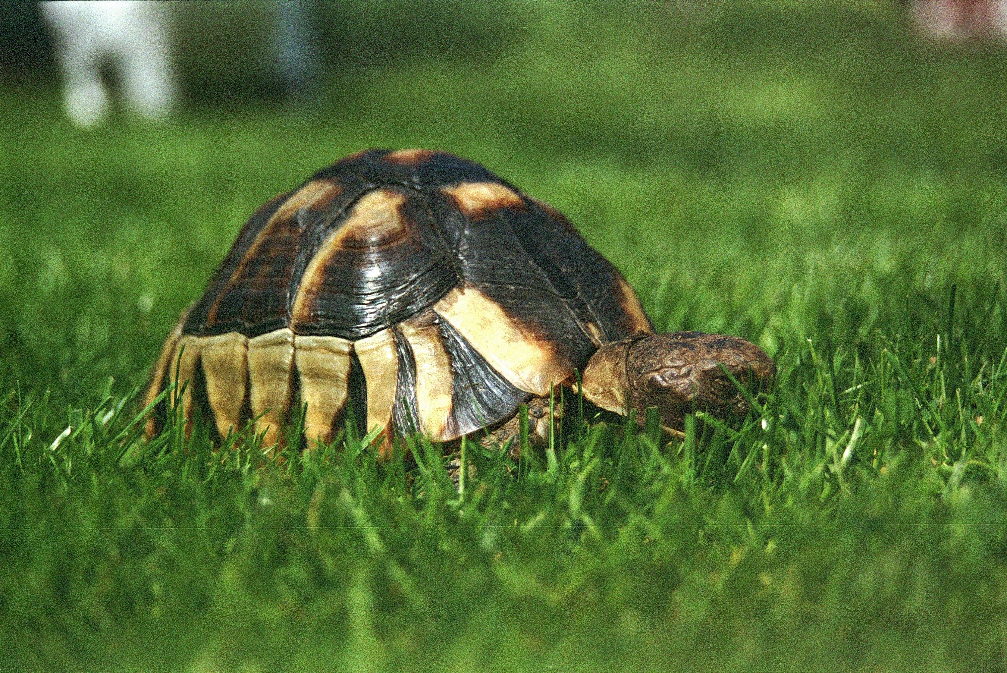 A pet turtle with a healthy habitat