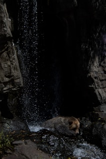 A bear is resting on rocks under a gentle waterfall. The scene is set in a rocky environment with water cascading down from above, creating a calm and natural ambiance.
