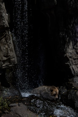 A bear is resting on rocks under a gentle waterfall. The scene is set in a rocky environment with water cascading down from above, creating a calm and natural ambiance.