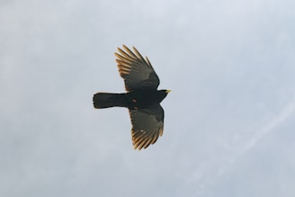 A black bird with wide wings is flying against a backdrop of a cloudy sky. The bird's beak and the tips of its feathers have a slightly golden hue, and the wings are outstretched, captured from a low angle.